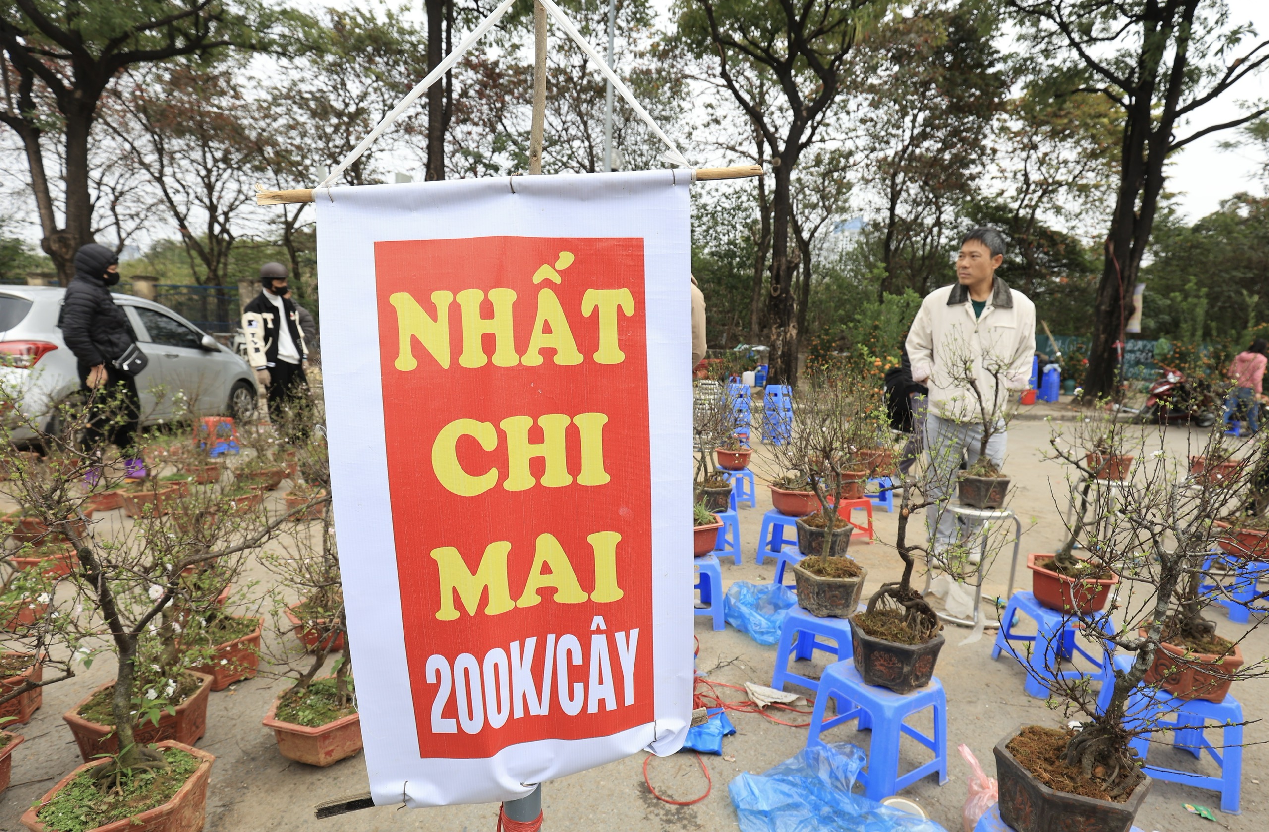 Ồ ạt đại hạ gi&aacute; đ&agrave;o, quất, lan hồ điệp ng&agrave;y 30 Tết- Ảnh 16.