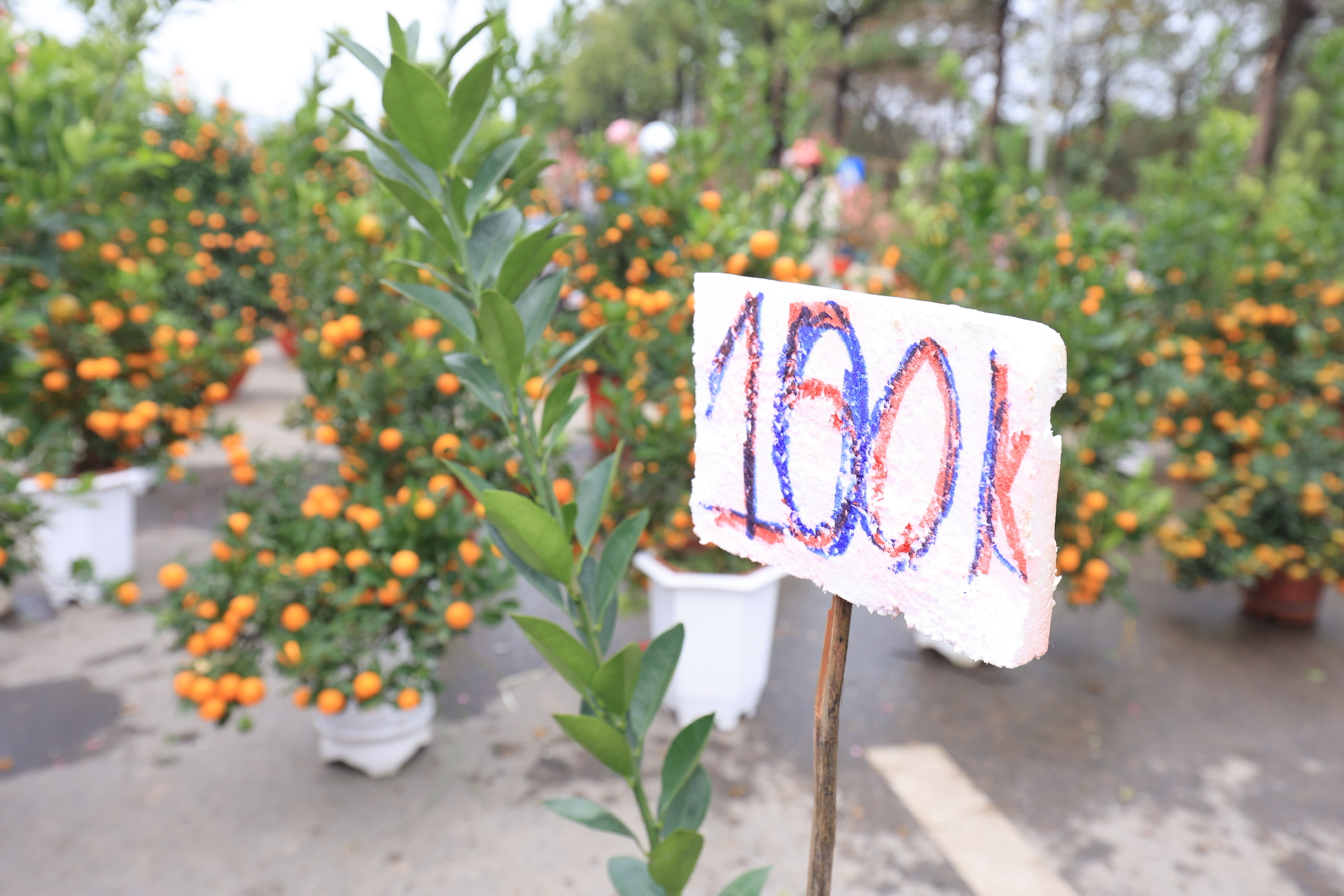 Ồ ạt đại hạ gi&aacute; đ&agrave;o, quất, lan hồ điệp ng&agrave;y 30 Tết- Ảnh 14.