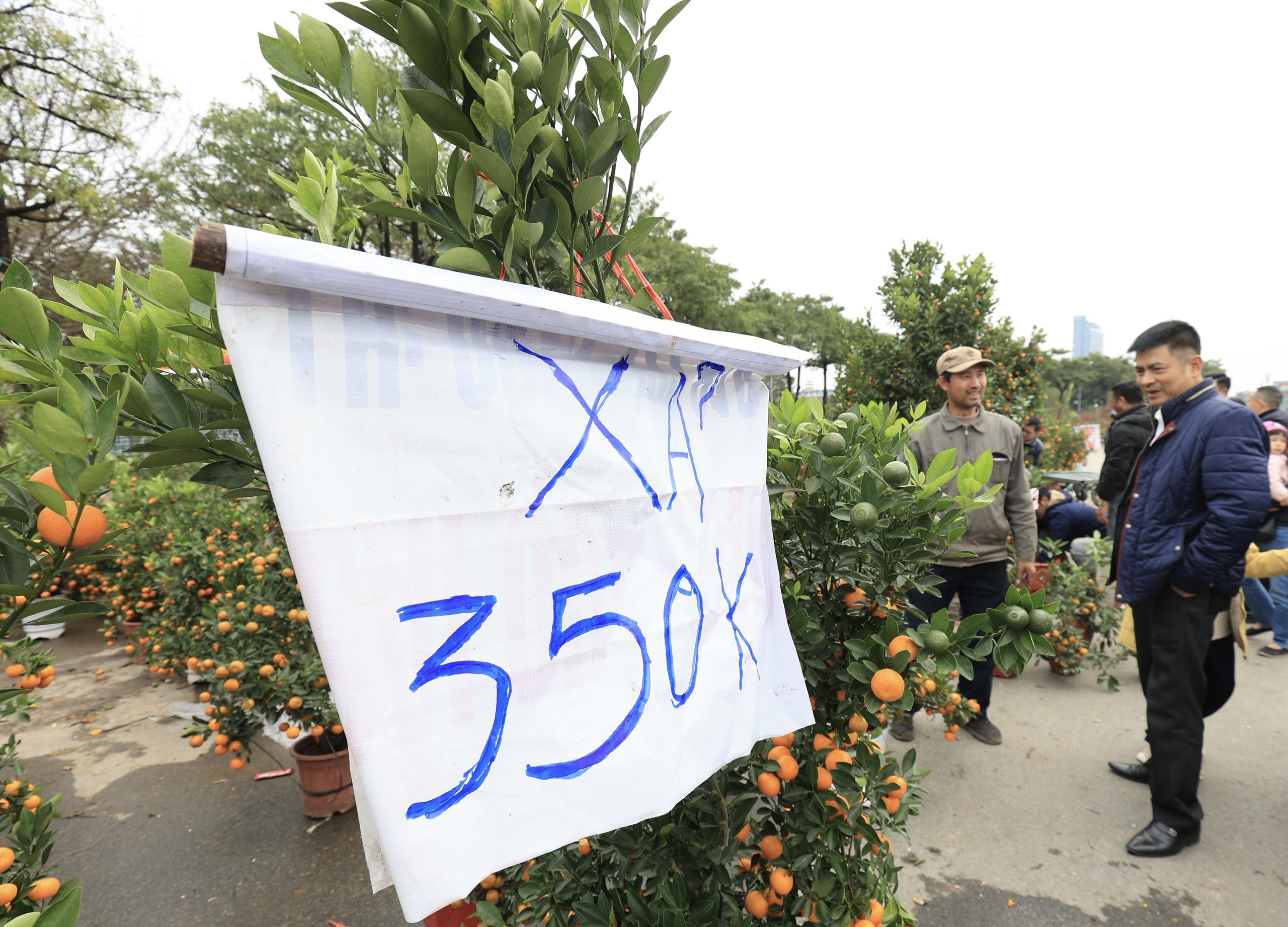 Ồ ạt đại hạ gi&aacute; đ&agrave;o, quất, lan hồ điệp ng&agrave;y 30 Tết- Ảnh 12.