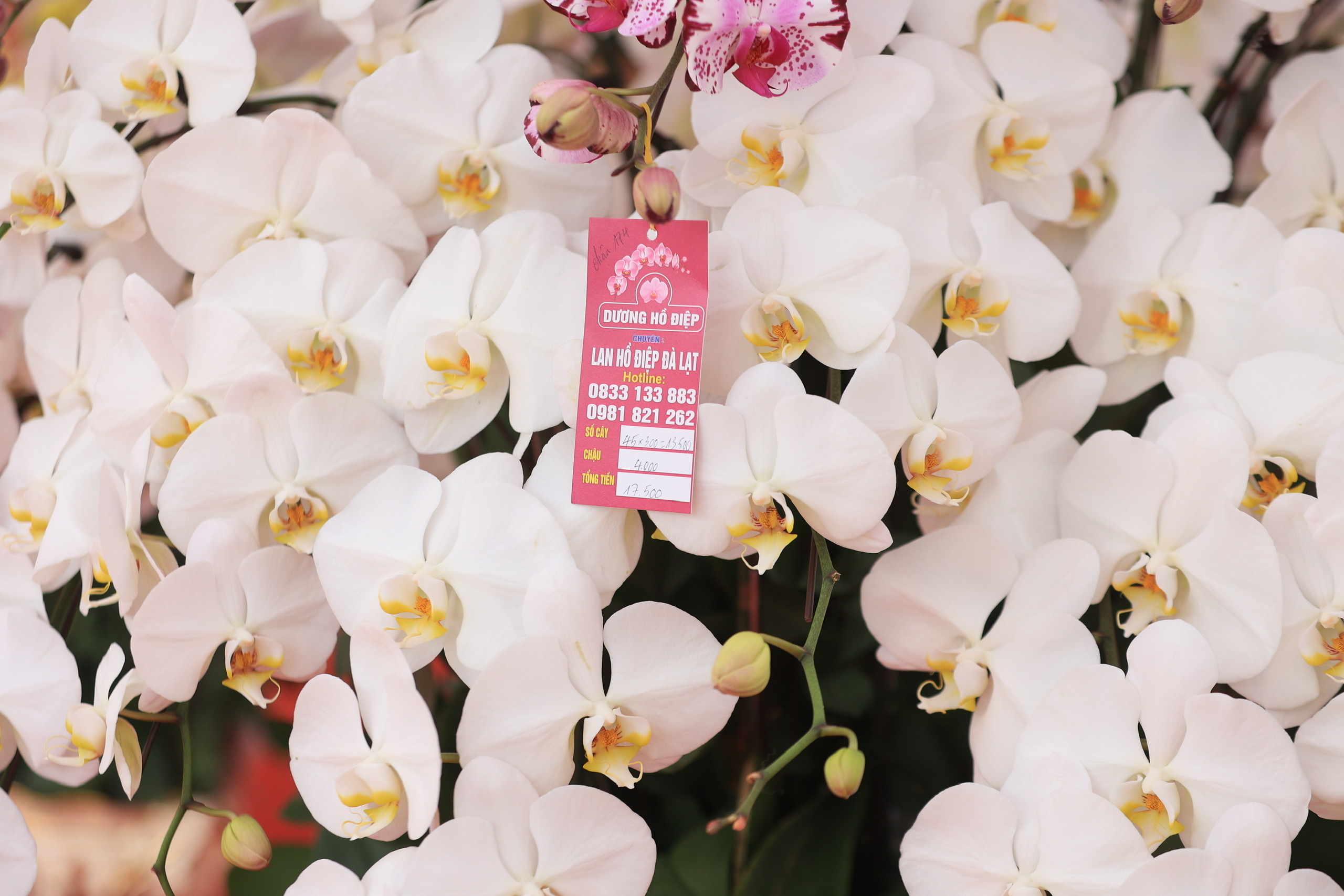 Ồ ạt đại hạ gi&aacute; đ&agrave;o, quất, lan hồ điệp ng&agrave;y 30 Tết- Ảnh 3.