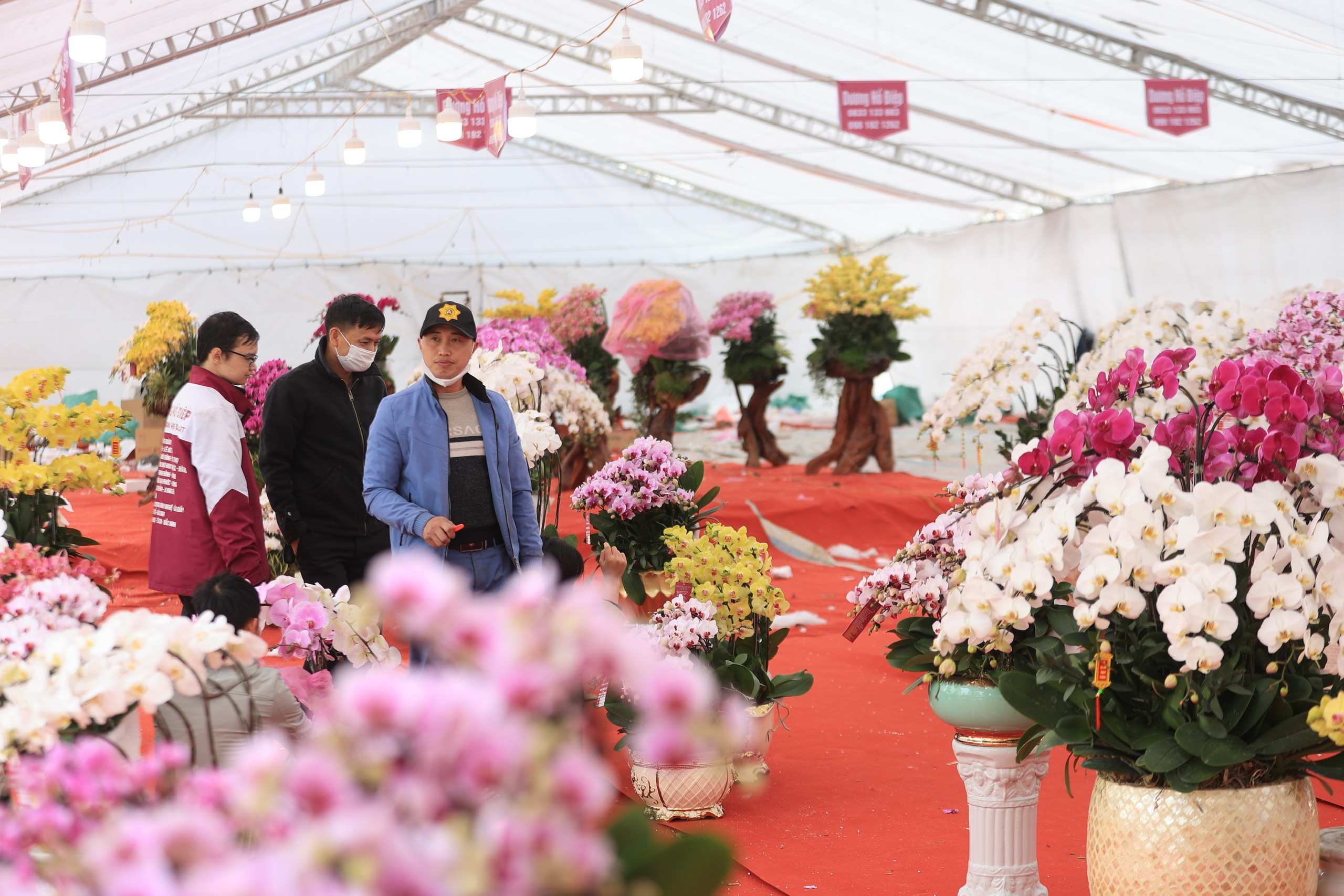 Ồ ạt đại hạ gi&aacute; đ&agrave;o, quất, lan hồ điệp ng&agrave;y 30 Tết- Ảnh 2.