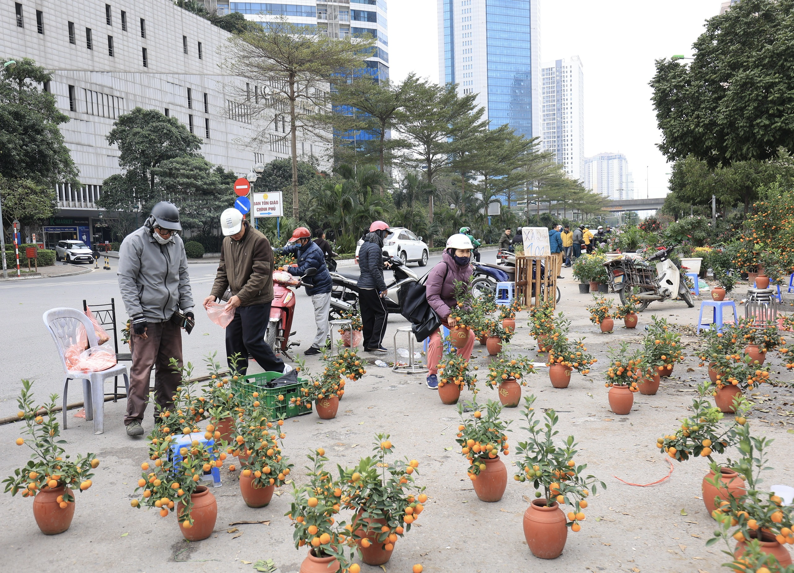 Ồ ạt đại hạ gi&aacute; đ&agrave;o, quất, lan hồ điệp ng&agrave;y 30 Tết- Ảnh 6.