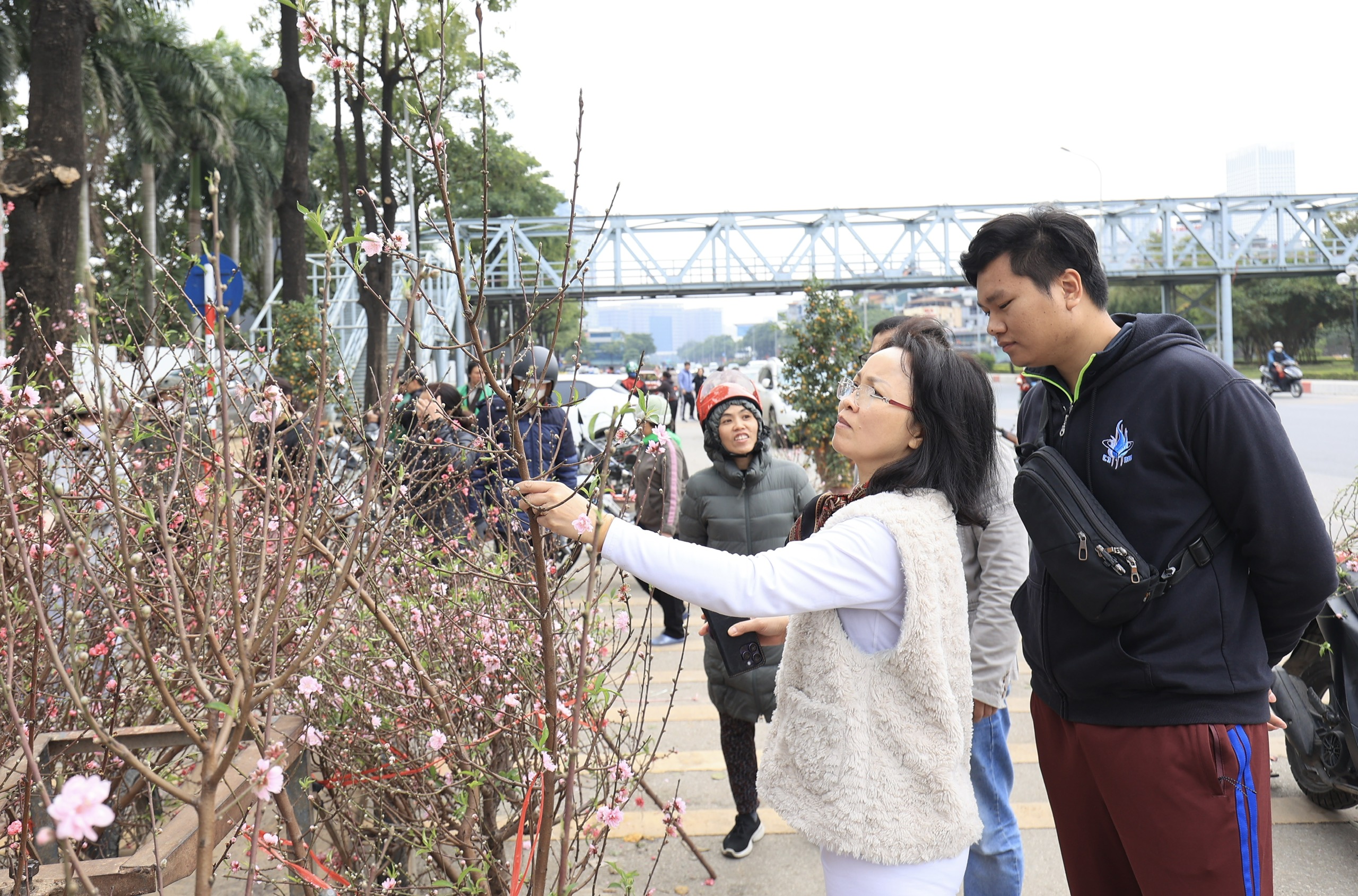 Ồ ạt đại hạ gi&aacute; đ&agrave;o, quất, lan hồ điệp ng&agrave;y 30 Tết- Ảnh 11.