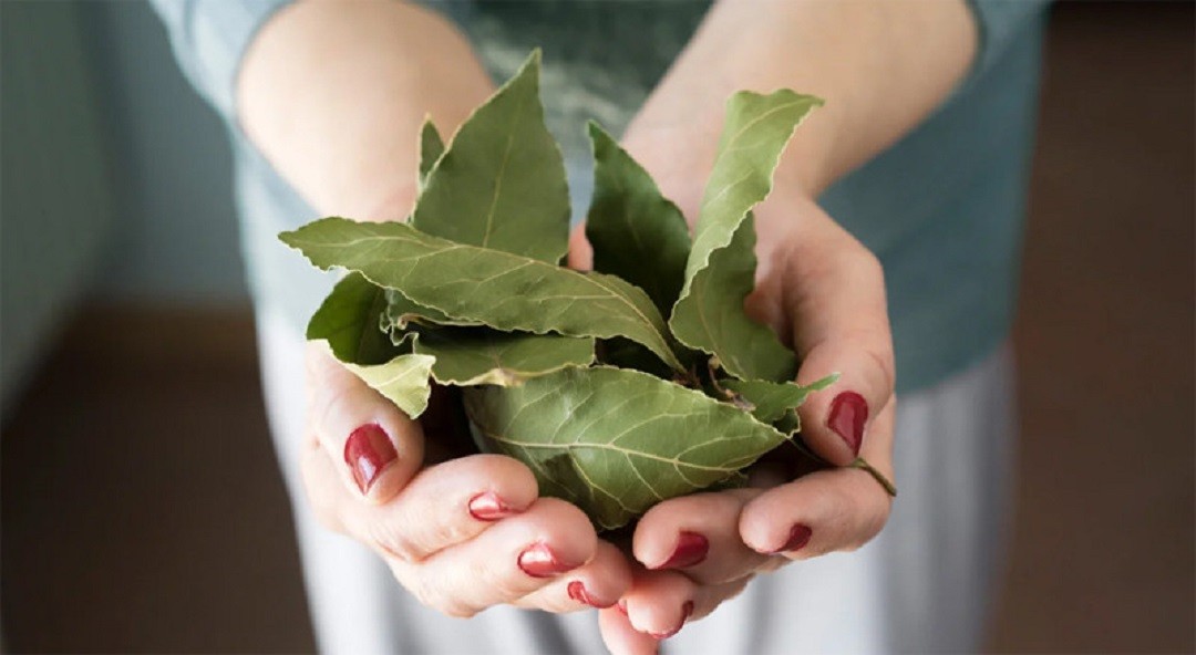 Loại l&aacute; d&acirc;n d&atilde; t&aacute;c dụng "thần th&aacute;nh", ra nước ngo&agrave;i chi tiền triệu mới mua được - Ảnh 4.
