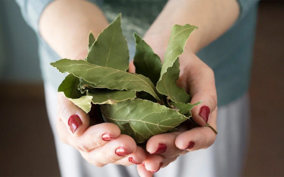 Loại l&aacute; d&acirc;n d&atilde; t&aacute;c dụng 'thần th&aacute;nh', ra nước ngo&agrave;i chi tiền triệu mới mua được 