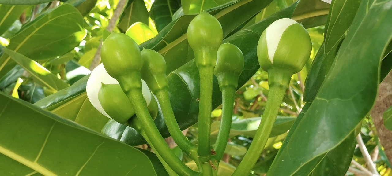 Sắc xanh nơi &ldquo;những người nằm lại ph&iacute;a ch&acirc;n trời&rdquo;- Ảnh 9.