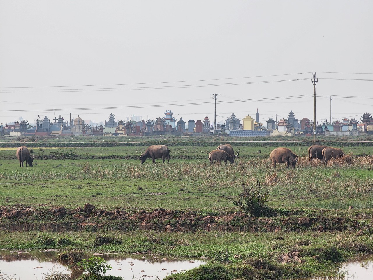 Vì sao hơn 200 hộ dân ở Thái Bình phải bỏ ruộng hoang?- Ảnh 1. Vì sao hơn 200 hộ dân ở Thái Bình phải bỏ ruộng hoang?- Ảnh 1.