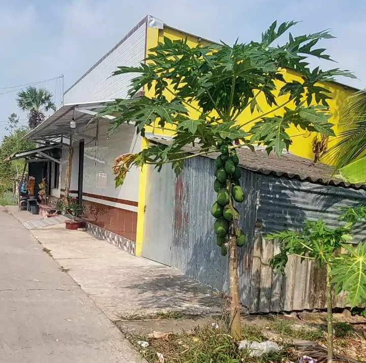 H&agrave;ng chục hộ d&acirc;n v&ocirc; tư x&acirc;y nh&agrave;, chuồng b&ograve; lấn l&ograve;ng k&ecirc;nh ở S&oacute;c Trăng- Ảnh 4.