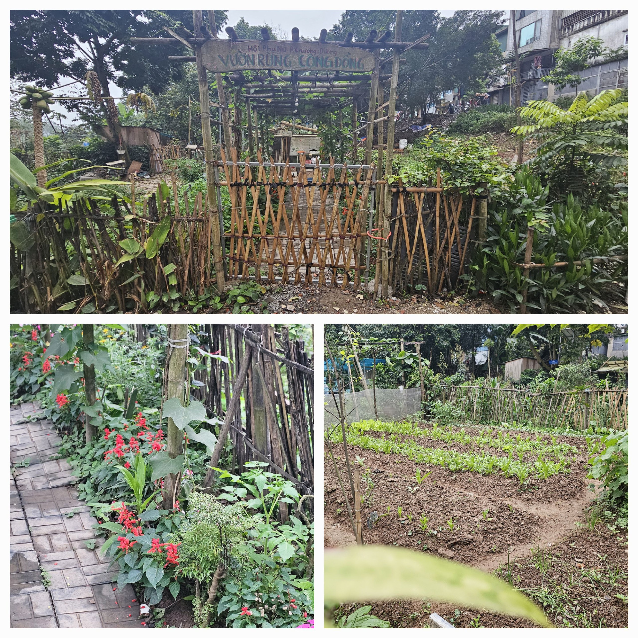 C&ocirc;ng vi&ecirc;n rừng giữa l&ograve;ng H&agrave; Nội được hồi sinh từ b&atilde;i r&aacute;c- Ảnh 11.