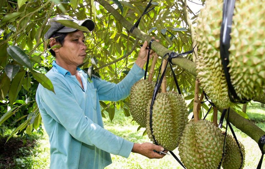 V&igrave; sao sầu ri&ecirc;ng Việt Nam xuất khẩu bị Trung Quốc cảnh b&aacute;o?- Ảnh 1.