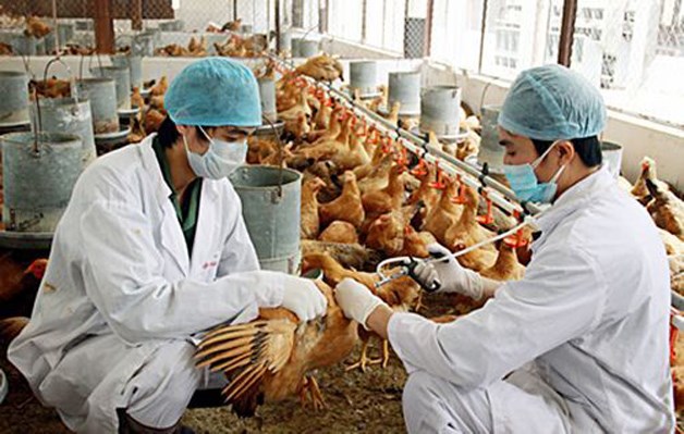 Nha Trang: Một sinh vi&ecirc;n nhiễm c&uacute;m gia cầm A/H5, gần trăm người phải x&eacute;t nghiệm- Ảnh 2.