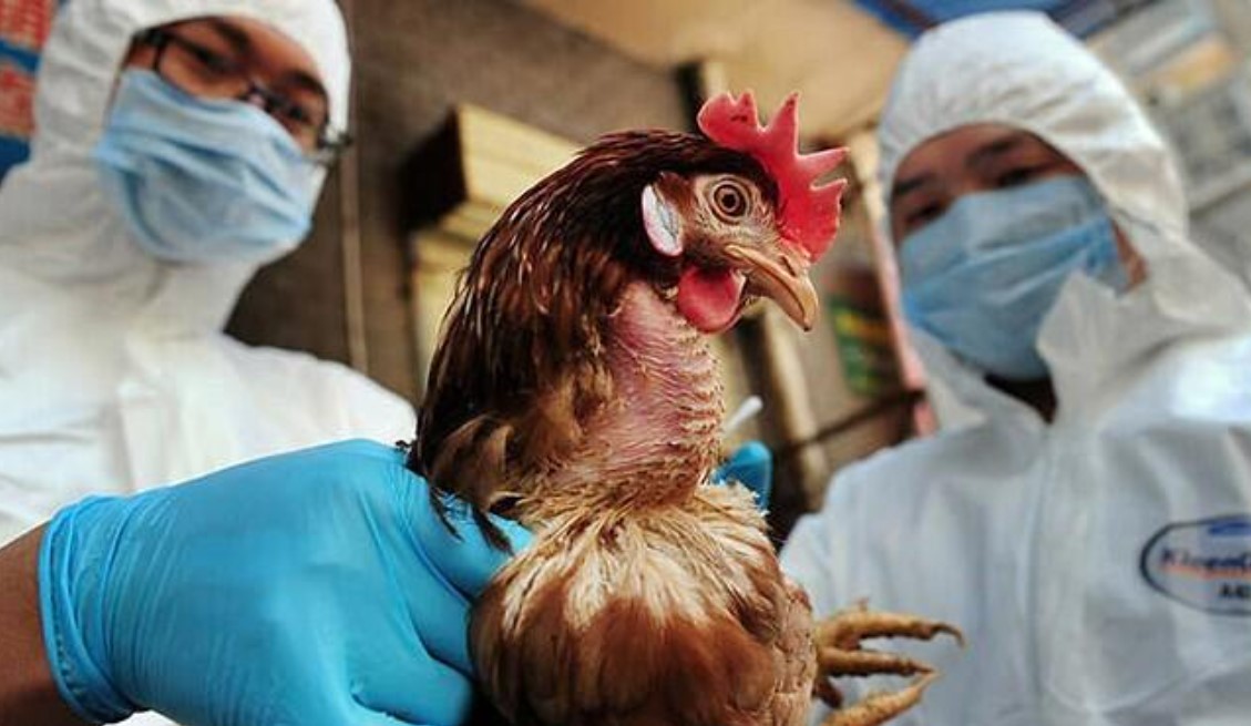 C&aacute;ch n&agrave;o để ph&acirc;n biệt c&uacute;m A v&agrave; c&uacute;m A/H5N1?- Ảnh 1.