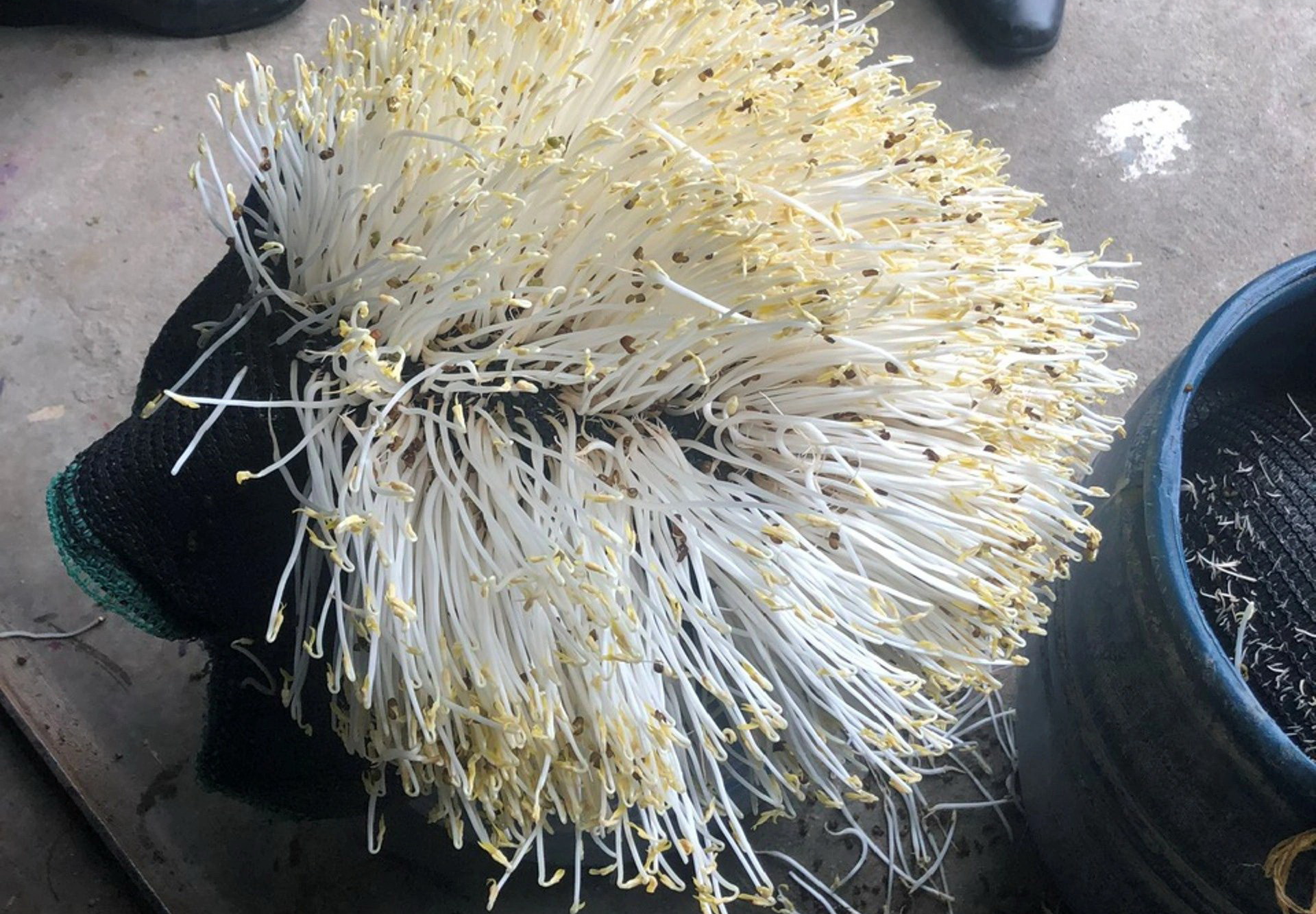 Quảng Ng&atilde;i ph&aacute;t hiện hai cơ sở sản xuất gi&aacute; đỗ sử dụng h&oacute;a chất tăng trưởng- Ảnh 2.