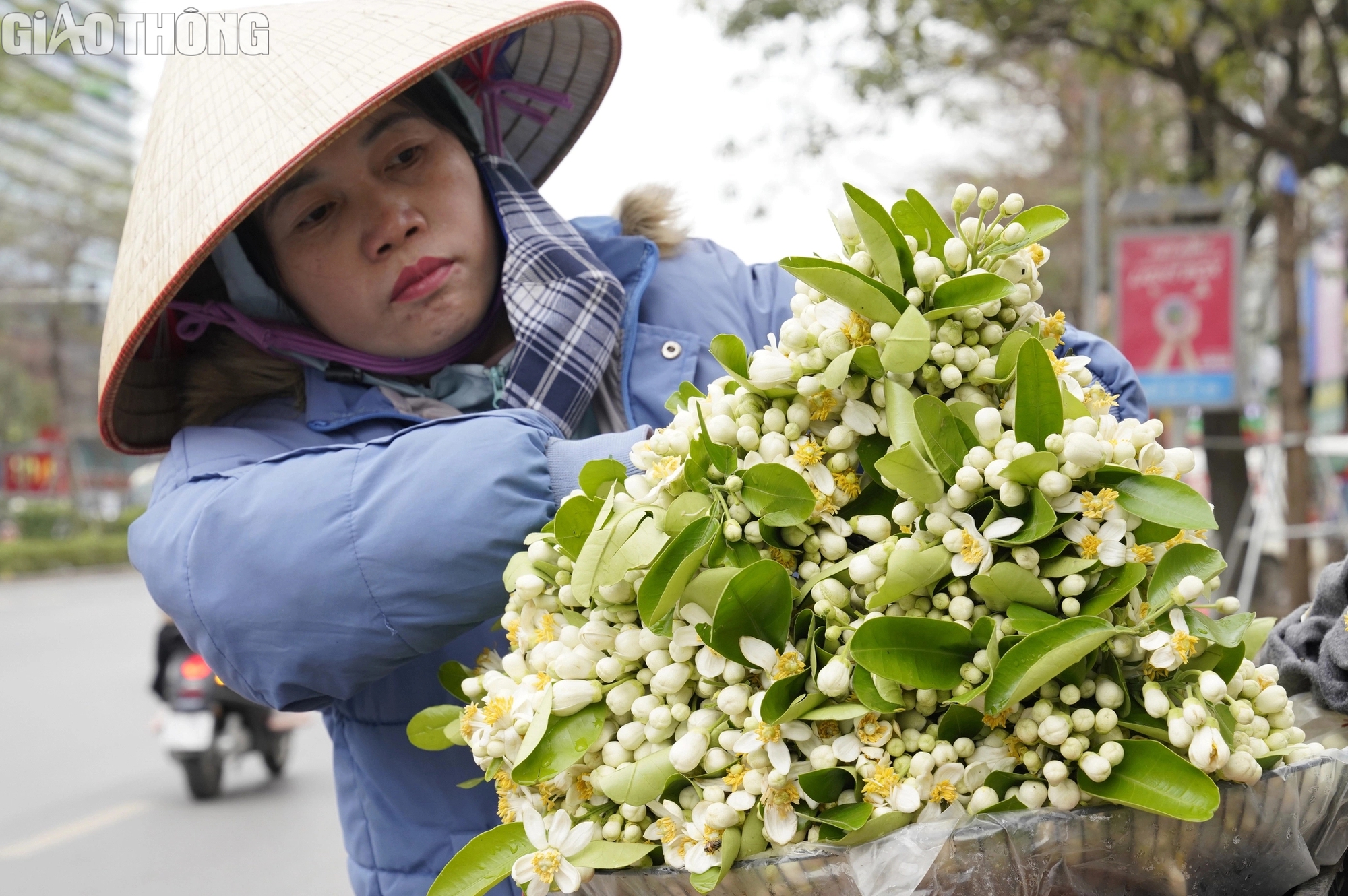 Hoa bưởi đầu mùa giá 500.000 đồng/kg- Ảnh 2. Hoa bưởi đầu mùa giá 500.000 đồng/kg- Ảnh 2.