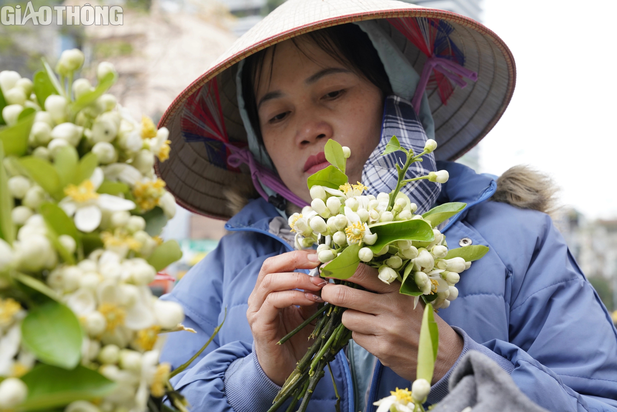 Hoa bưởi đầu mùa giá 500.000 đồng/kg- Ảnh 5. Hoa bưởi đầu mùa giá 500.000 đồng/kg- Ảnh 5.