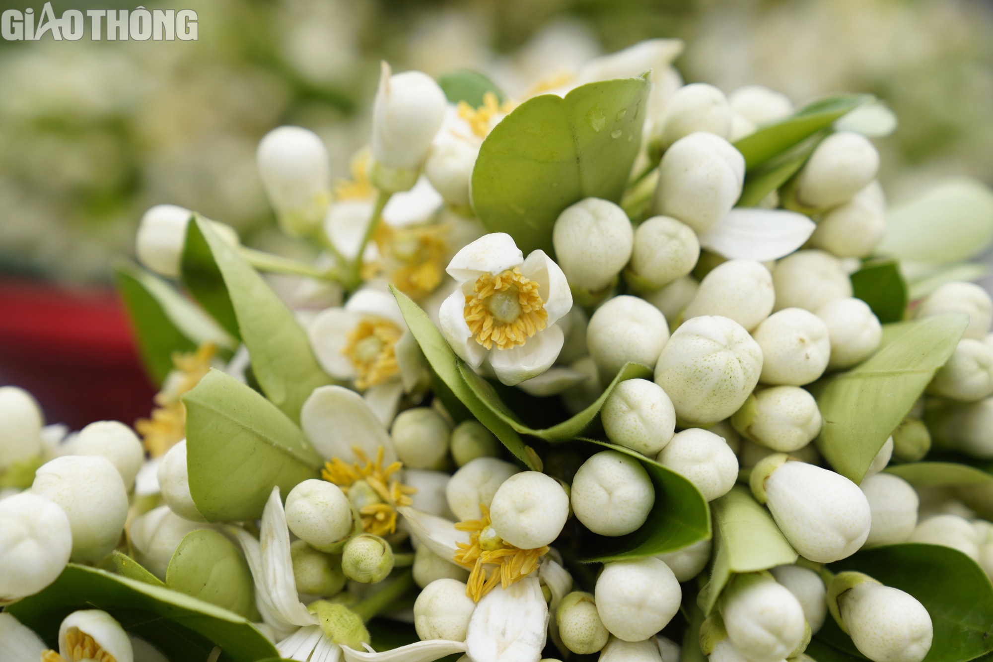 Hoa bưởi đầu mùa giá 500.000 đồng/kg- Ảnh 6. Hoa bưởi đầu mùa giá 500.000 đồng/kg- Ảnh 6.