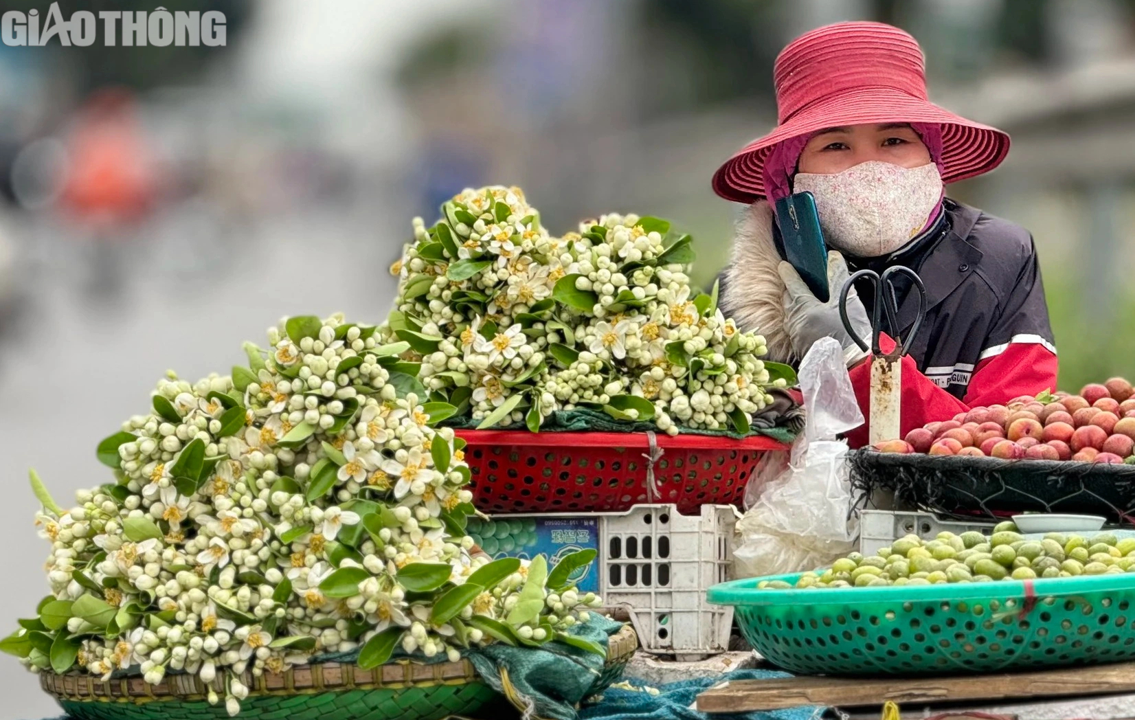 Hoa bưởi đầu mùa giá 500.000 đồng/kg- Ảnh 7. Hoa bưởi đầu mùa giá 500.000 đồng/kg- Ảnh 7.