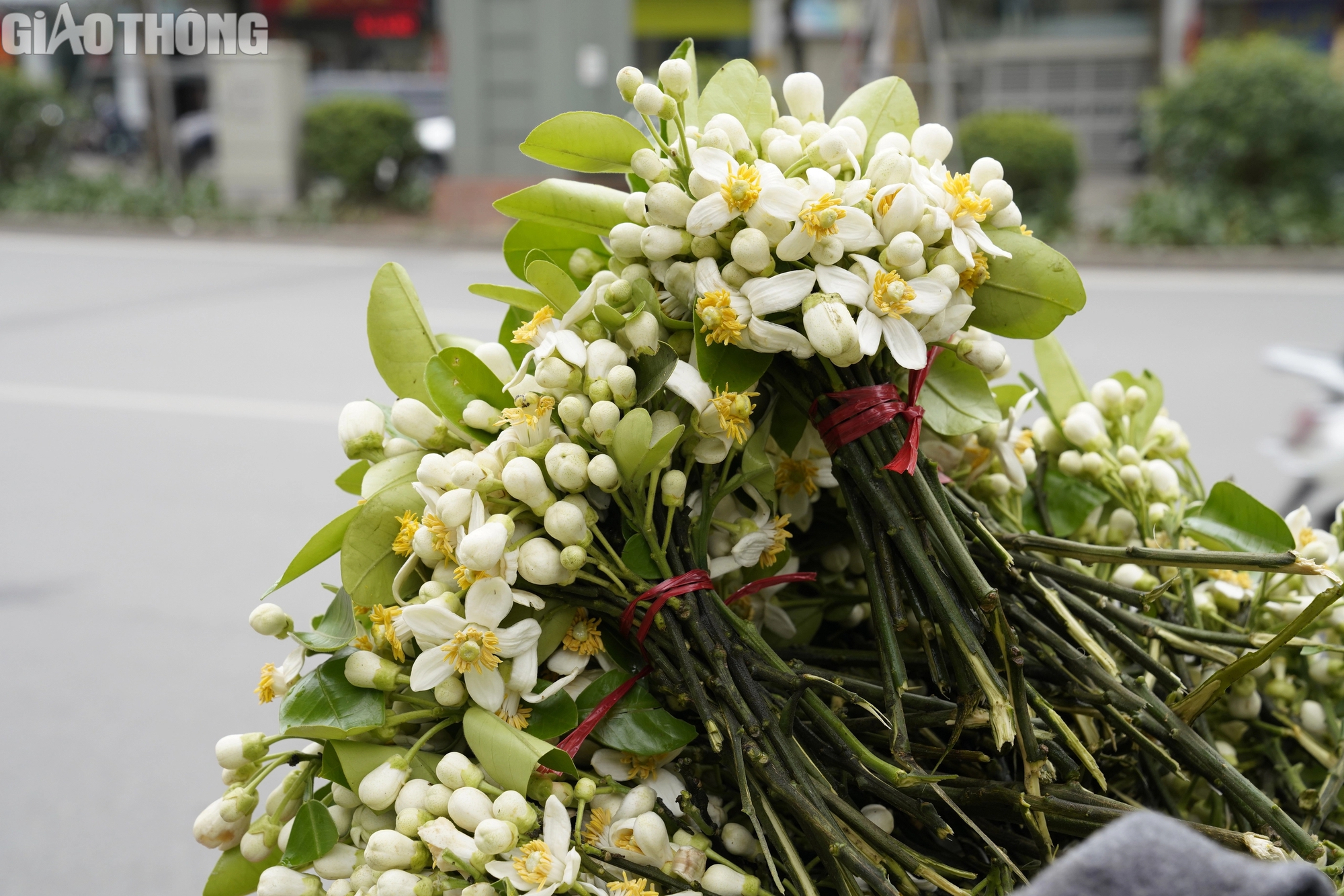 Hoa bưởi đầu mùa giá 500.000 đồng/kg- Ảnh 8. Hoa bưởi đầu mùa giá 500.000 đồng/kg- Ảnh 8.