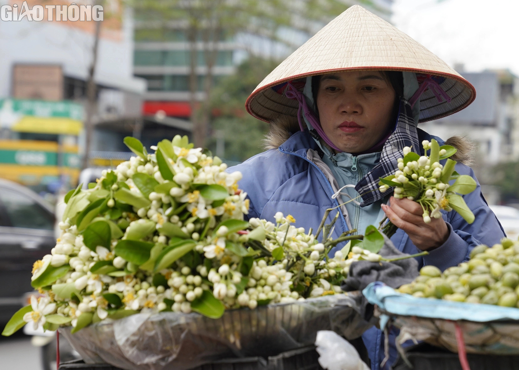 Hoa bưởi đầu mùa giá 500.000 đồng/kg- Ảnh 9. Hoa bưởi đầu mùa giá 500.000 đồng/kg- Ảnh 9.