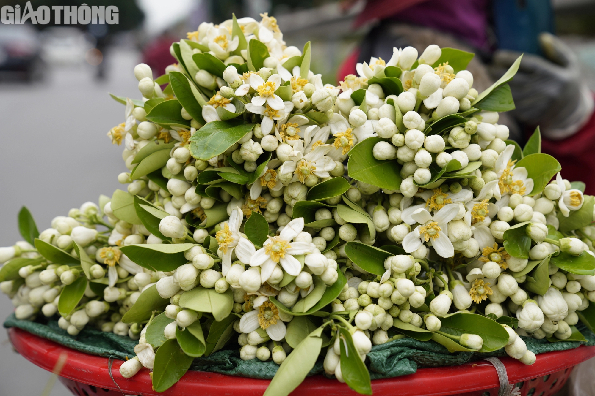 Hoa bưởi đầu m&ugrave;a gi&aacute; 500.000 đồng/kg- Ảnh 4.