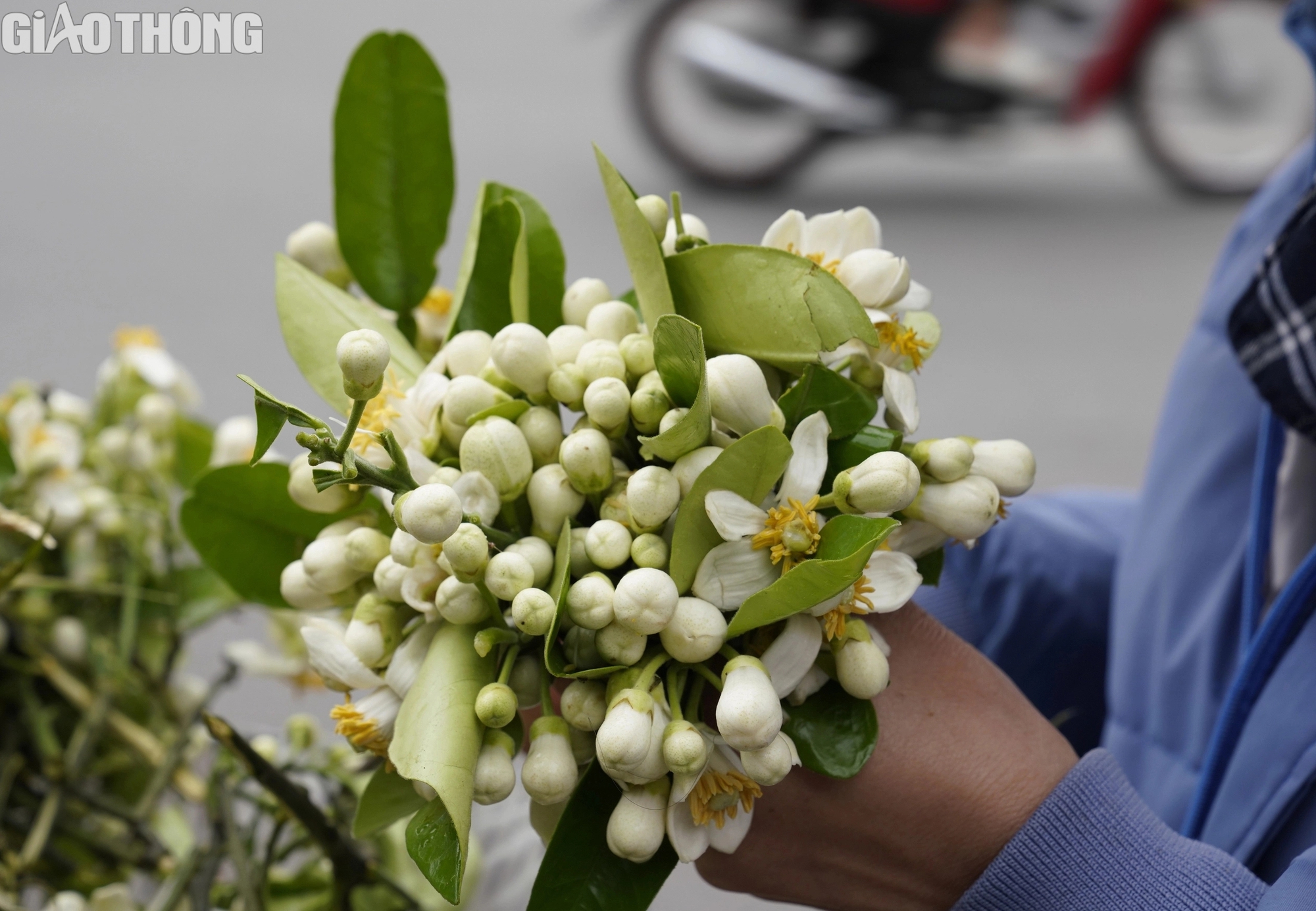 Hoa bưởi đầu m&ugrave;a gi&aacute; 500.000 đồng/kg- Ảnh 3.