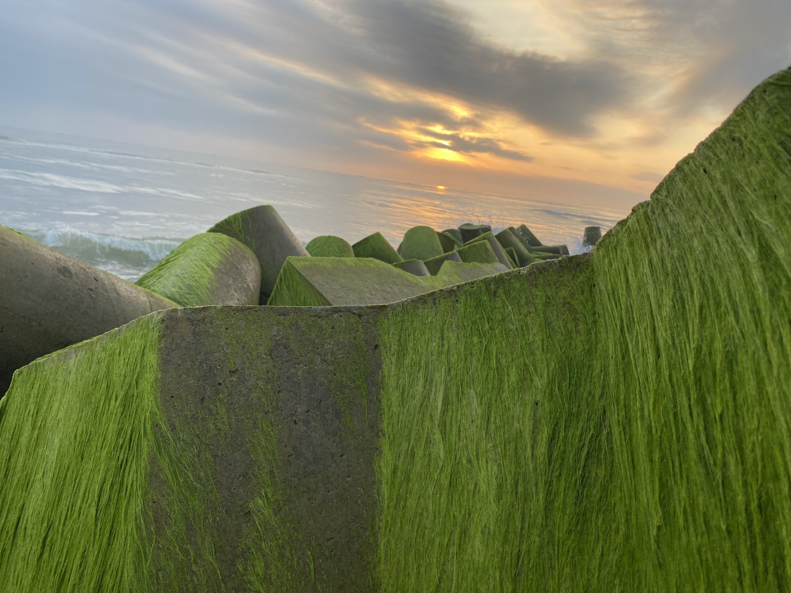 Khung cảnh cực chill ở bờ k&egrave; l&agrave;ng biển phủ k&iacute;n r&ecirc;u xanh- Ảnh 12.