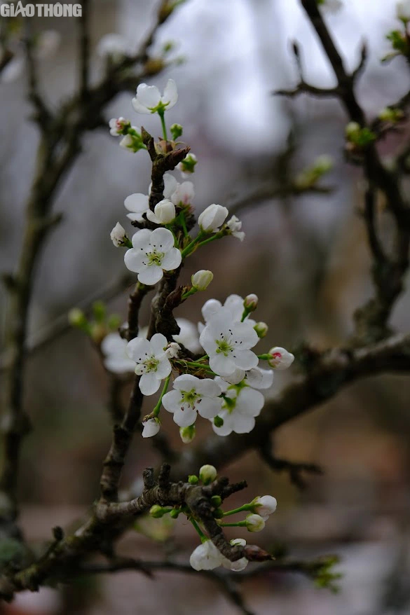 L&ecirc; rừng nở hoa trắng muốt h&uacute;t kh&aacute;ch Thủ đ&ocirc;- Ảnh 5.