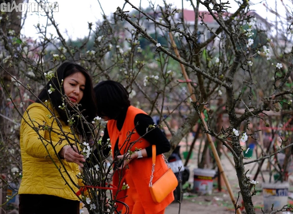 L&ecirc; rừng nở hoa trắng muốt h&uacute;t kh&aacute;ch Thủ đ&ocirc;- Ảnh 10.