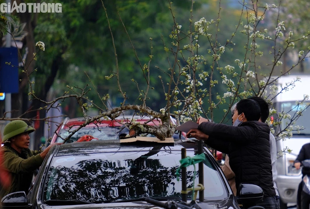 L&ecirc; rừng nở hoa trắng muốt h&uacute;t kh&aacute;ch Thủ đ&ocirc;- Ảnh 11.