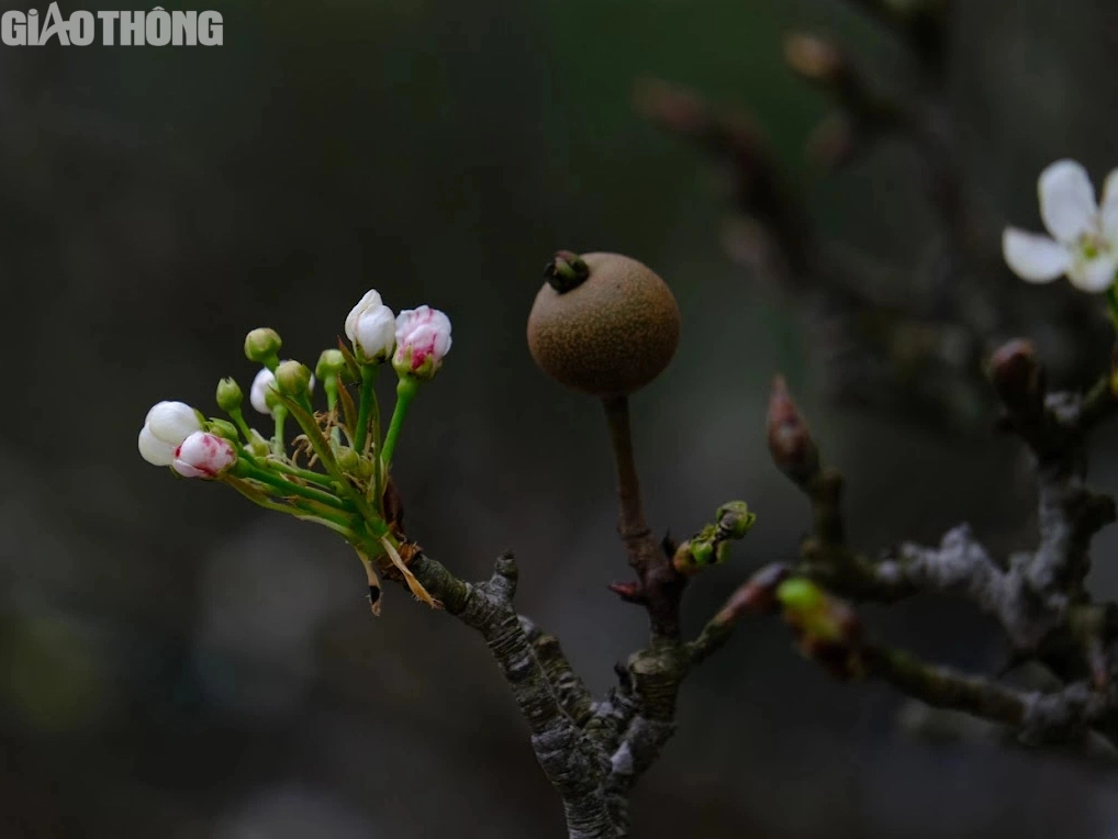 L&ecirc; rừng nở hoa trắng muốt h&uacute;t kh&aacute;ch Thủ đ&ocirc;- Ảnh 2.