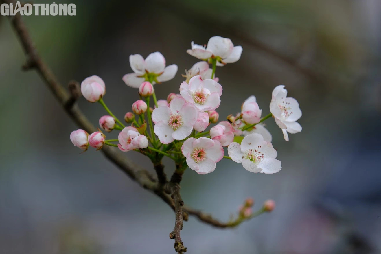 L&ecirc; rừng nở hoa trắng muốt h&uacute;t kh&aacute;ch Thủ đ&ocirc;- Ảnh 3.