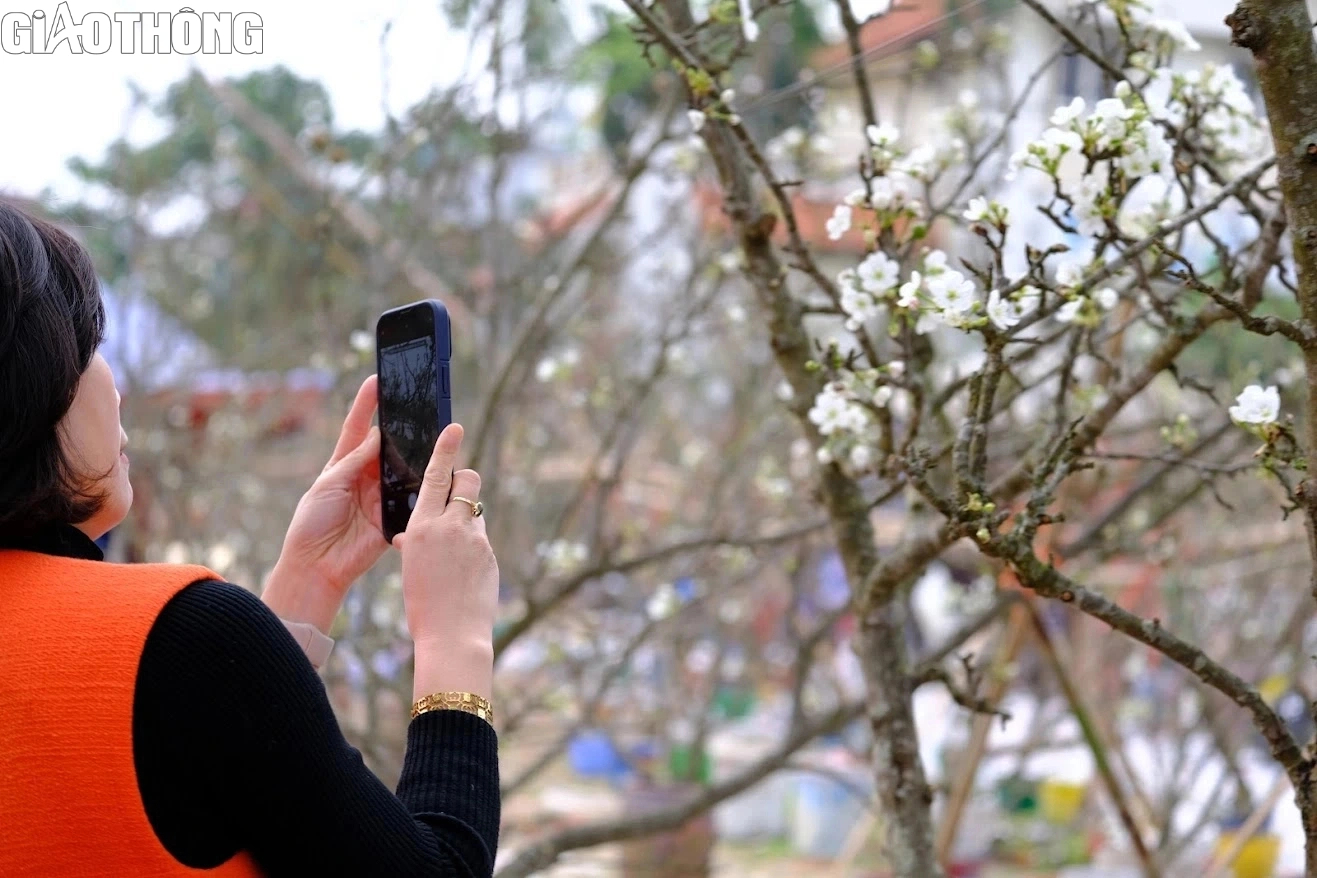 L&ecirc; rừng nở hoa trắng muốt h&uacute;t kh&aacute;ch Thủ đ&ocirc;- Ảnh 6.