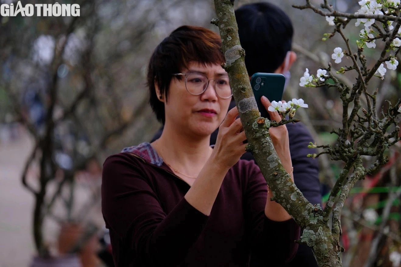 L&ecirc; rừng nở hoa trắng muốt h&uacute;t kh&aacute;ch Thủ đ&ocirc;- Ảnh 7.