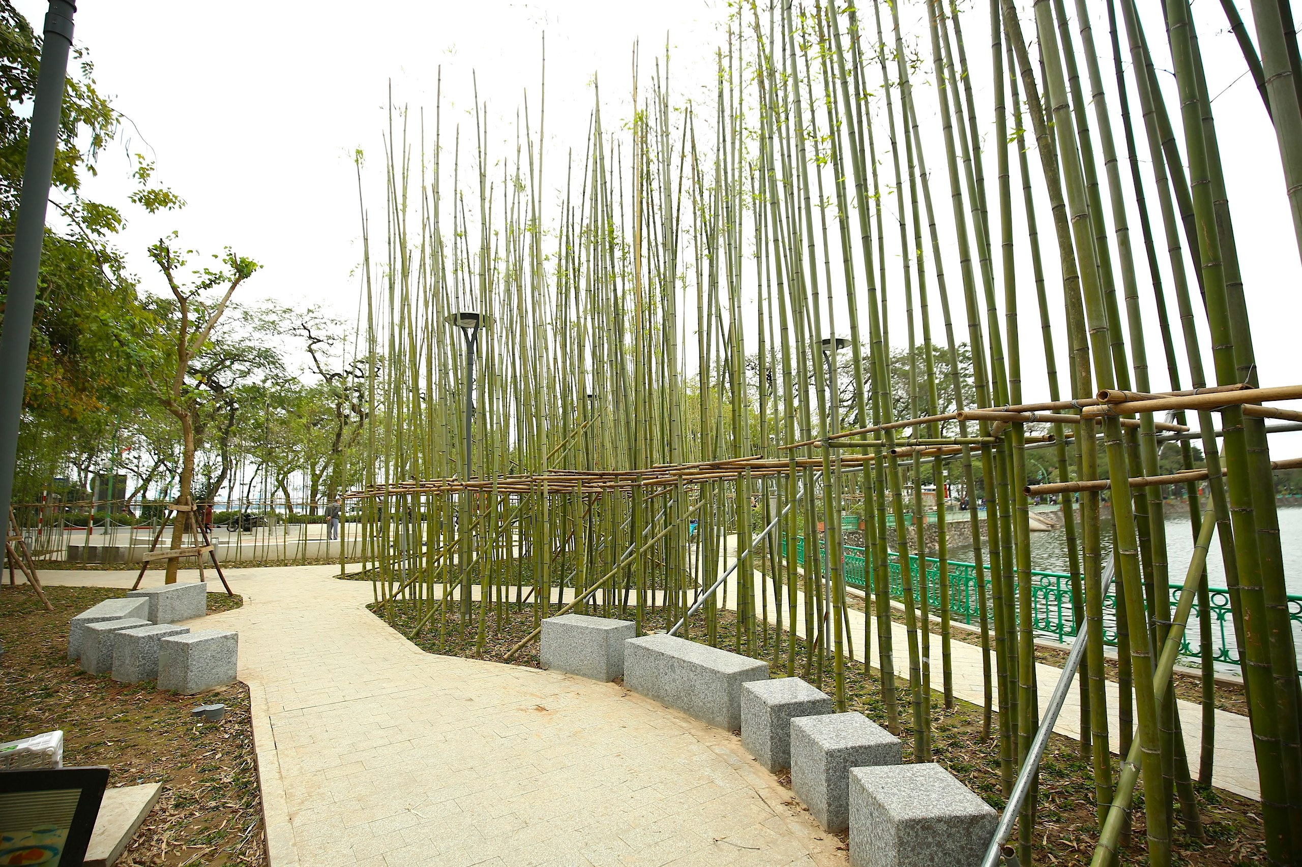 Người H&agrave; Nội th&iacute;ch th&uacute; với rừng tr&uacute;c thu nhỏ giữa Thủ đ&ocirc;- Ảnh 11.