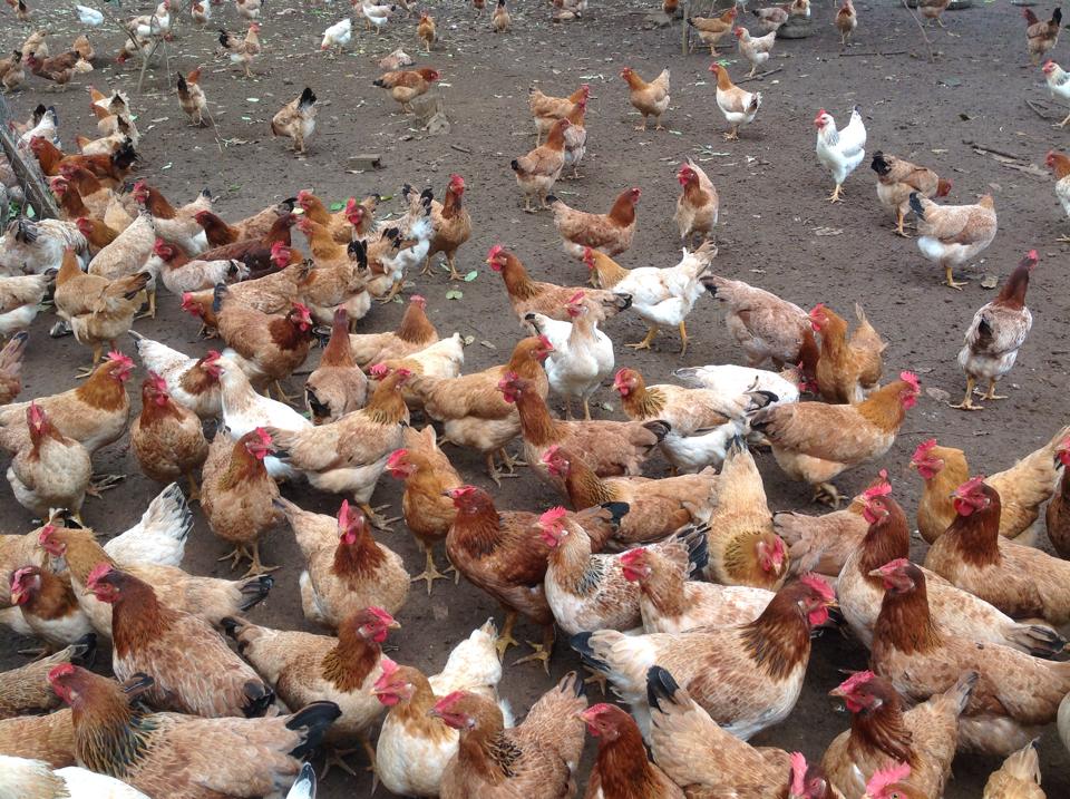 Kỷ luật chủ tịch x&atilde; để g&agrave; cấp cho người ngh&egrave;o 