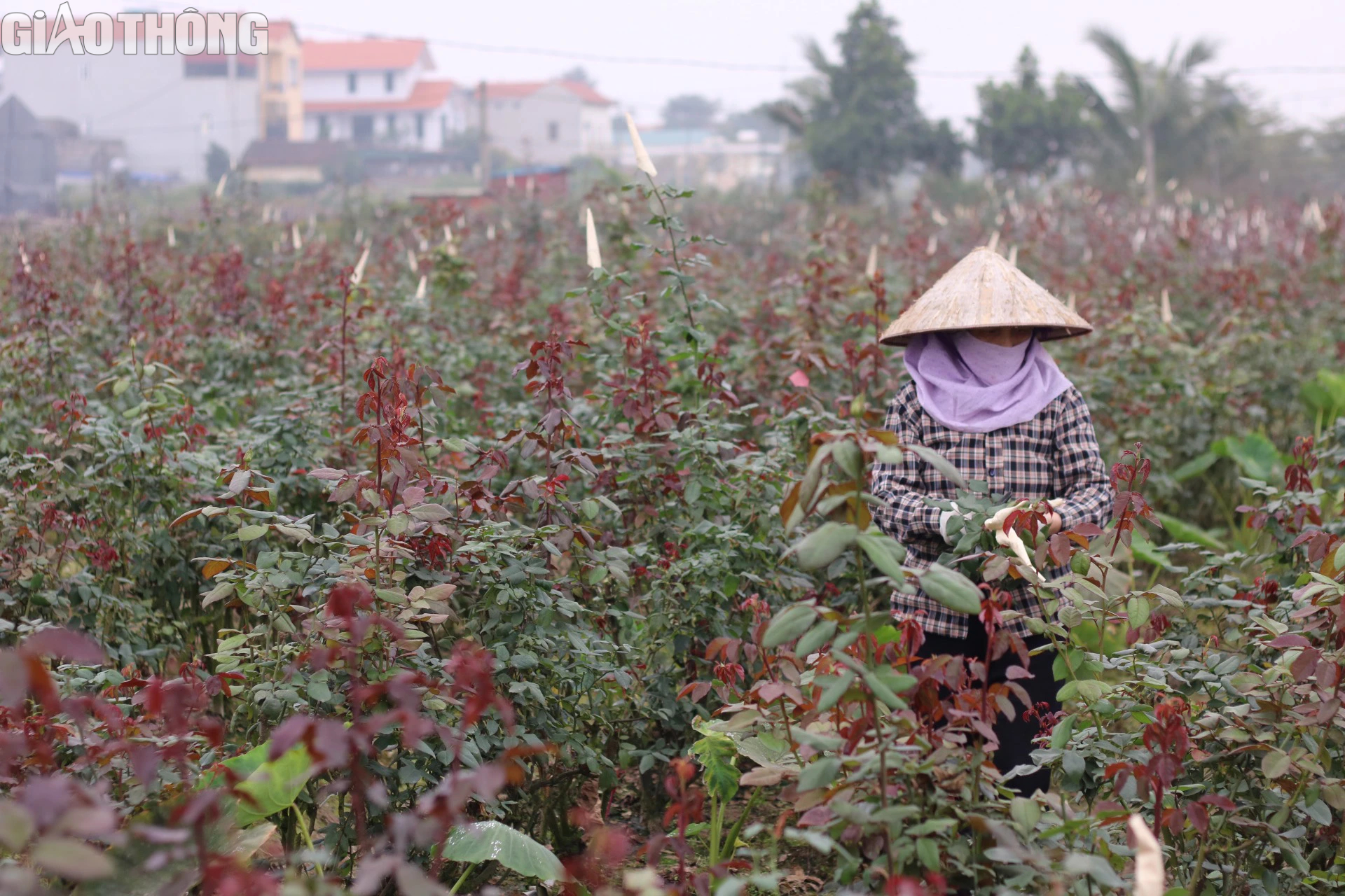 L&agrave;ng trồng hoa hồng lớn nhất H&agrave; Nội tất bật gom h&agrave;ng dịp 8/3- Ảnh 1.