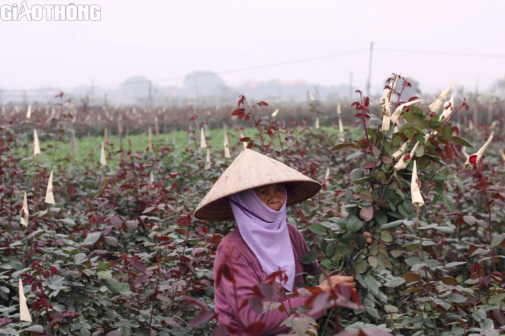 L&agrave;ng trồng hoa hồng lớn nhất H&agrave; Nội tất bật gom h&agrave;ng dịp 8/3- Ảnh 2.
