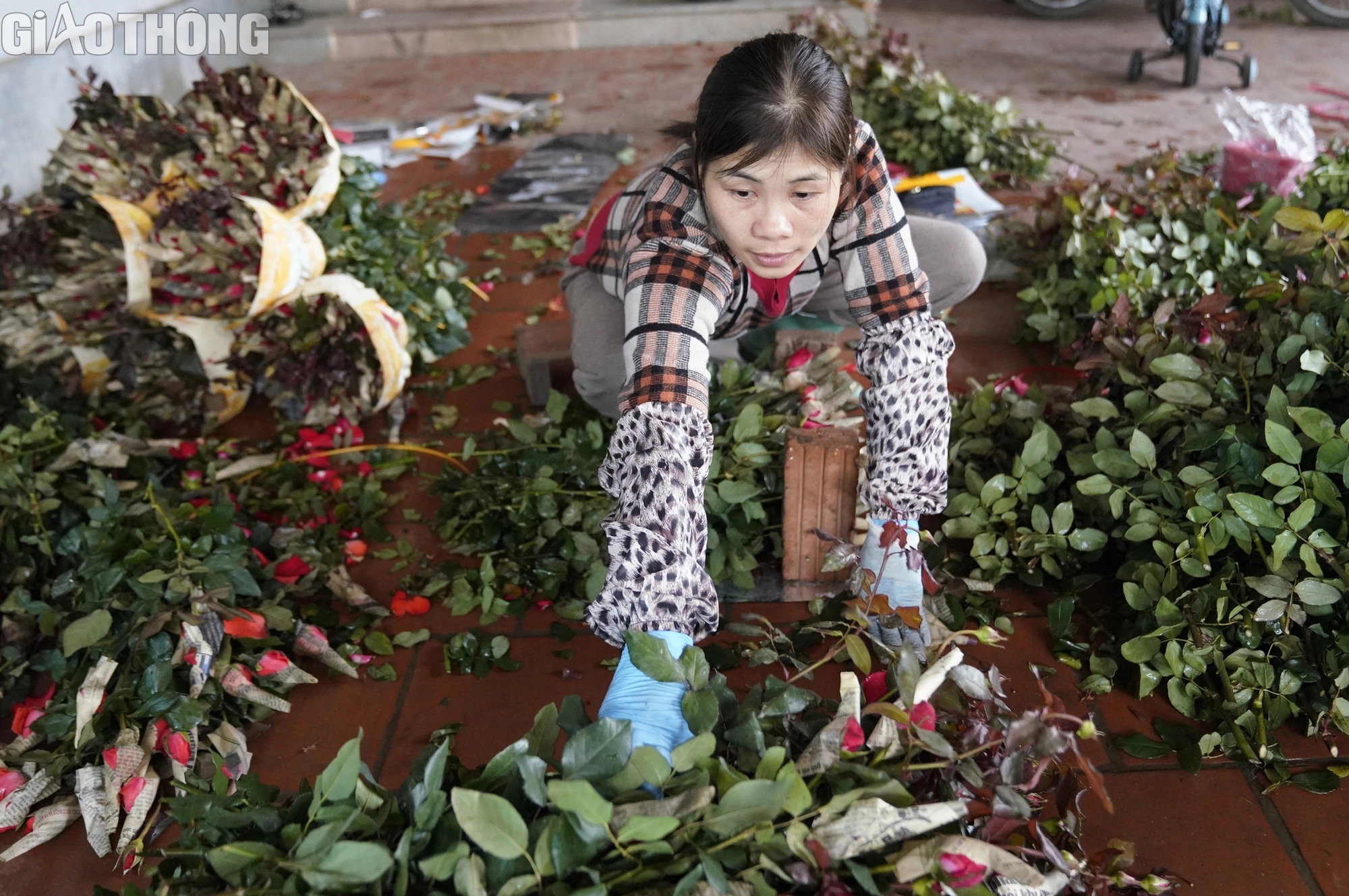 L&agrave;ng trồng hoa hồng lớn nhất H&agrave; Nội tất bật gom h&agrave;ng dịp 8/3- Ảnh 7.