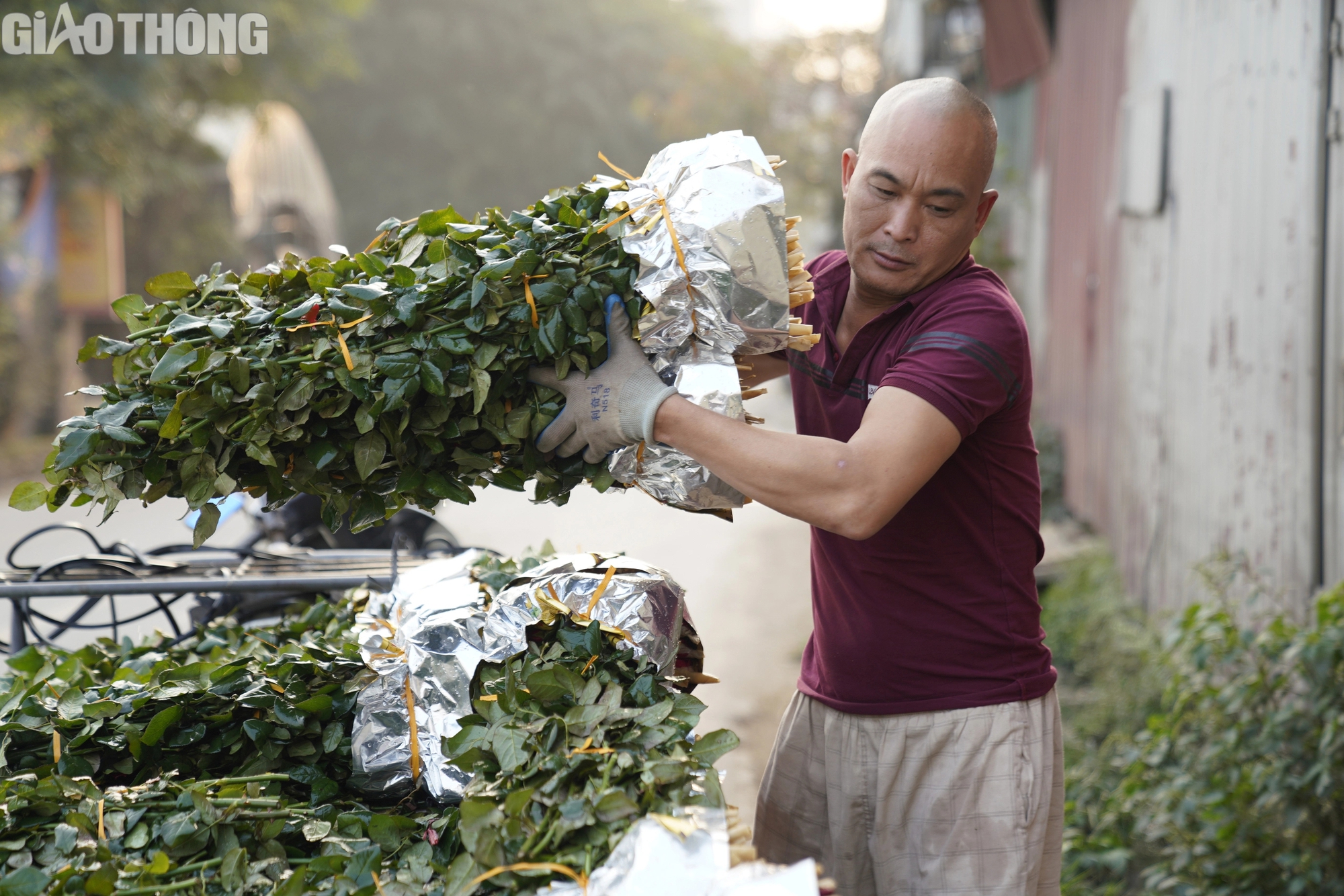 L&agrave;ng trồng hoa hồng lớn nhất H&agrave; Nội tất bật gom h&agrave;ng dịp 8/3- Ảnh 8.