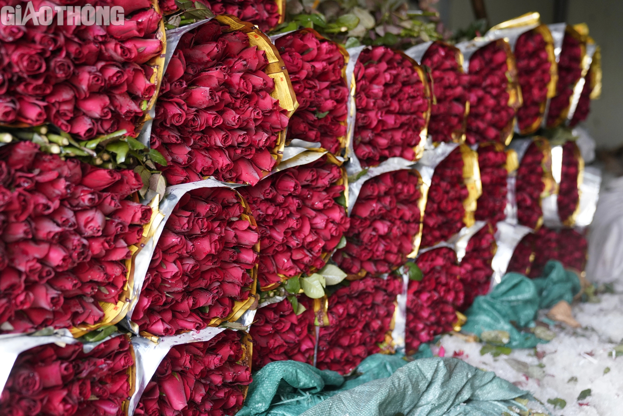 L&agrave;ng trồng hoa hồng lớn nhất H&agrave; Nội tất bật gom h&agrave;ng dịp 8/3- Ảnh 10.