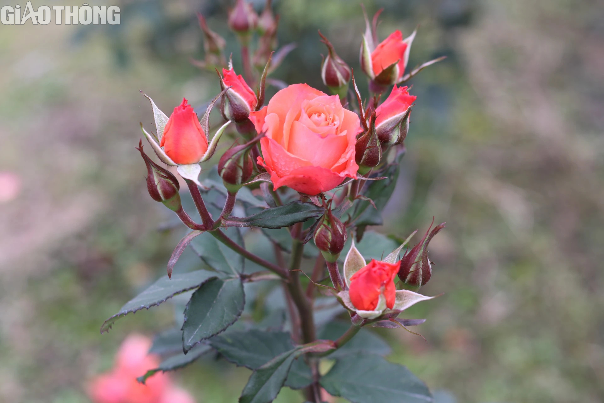 L&agrave;ng trồng hoa hồng lớn nhất H&agrave; Nội tất bật gom h&agrave;ng dịp 8/3- Ảnh 3.