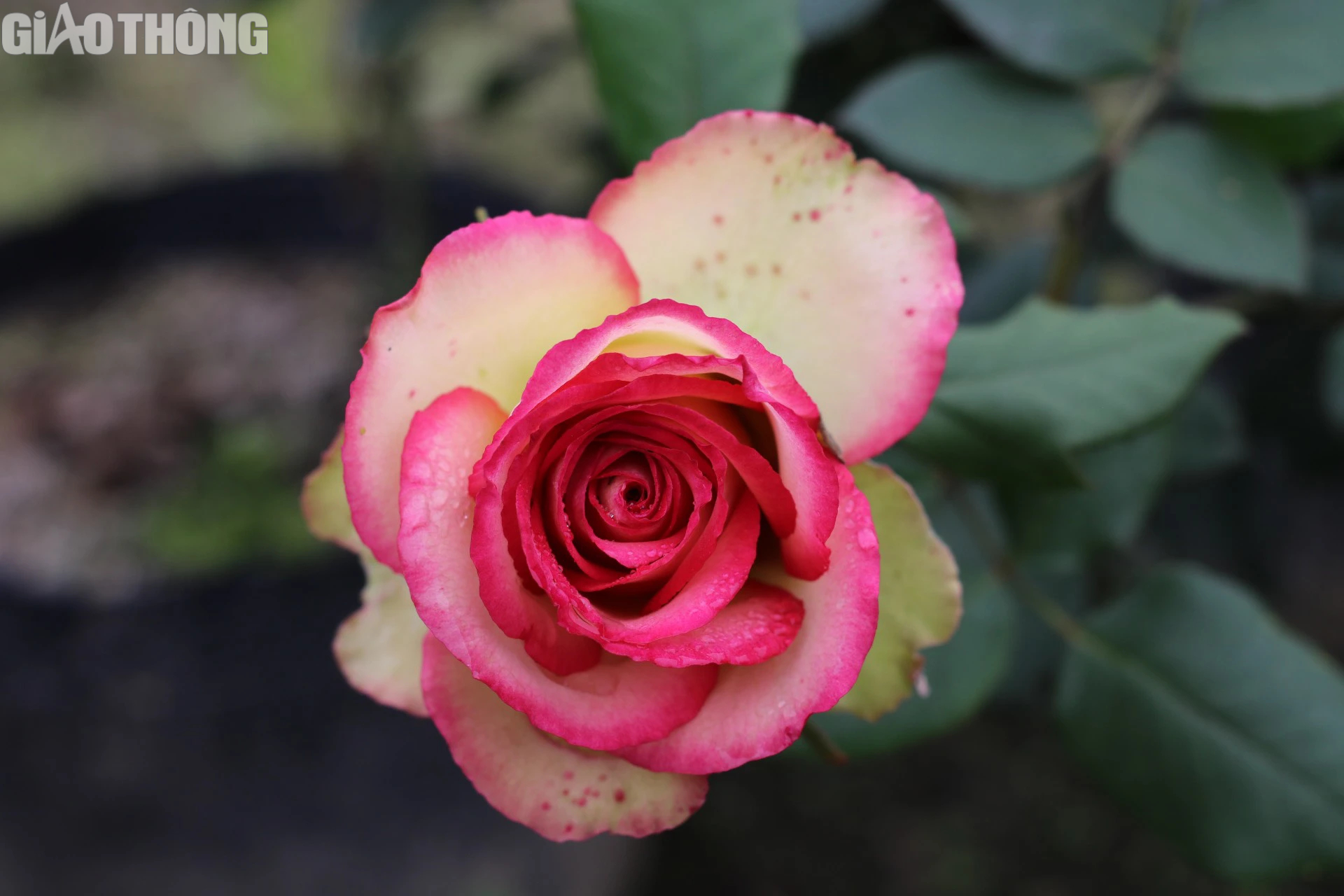 L&agrave;ng trồng hoa hồng lớn nhất H&agrave; Nội tất bật gom h&agrave;ng dịp 8/3- Ảnh 4.