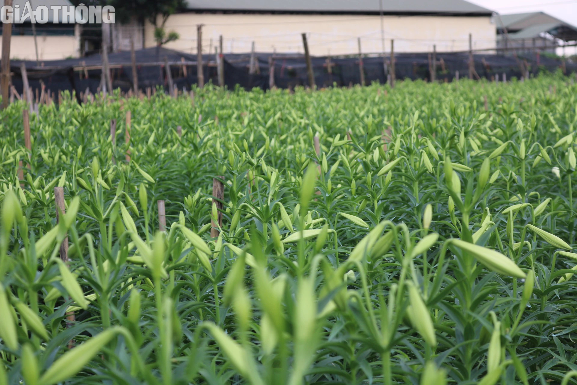 Thủ phủ hoa loa k&egrave;n H&agrave; Nội tất bật v&agrave;o vụ- Ảnh 1.