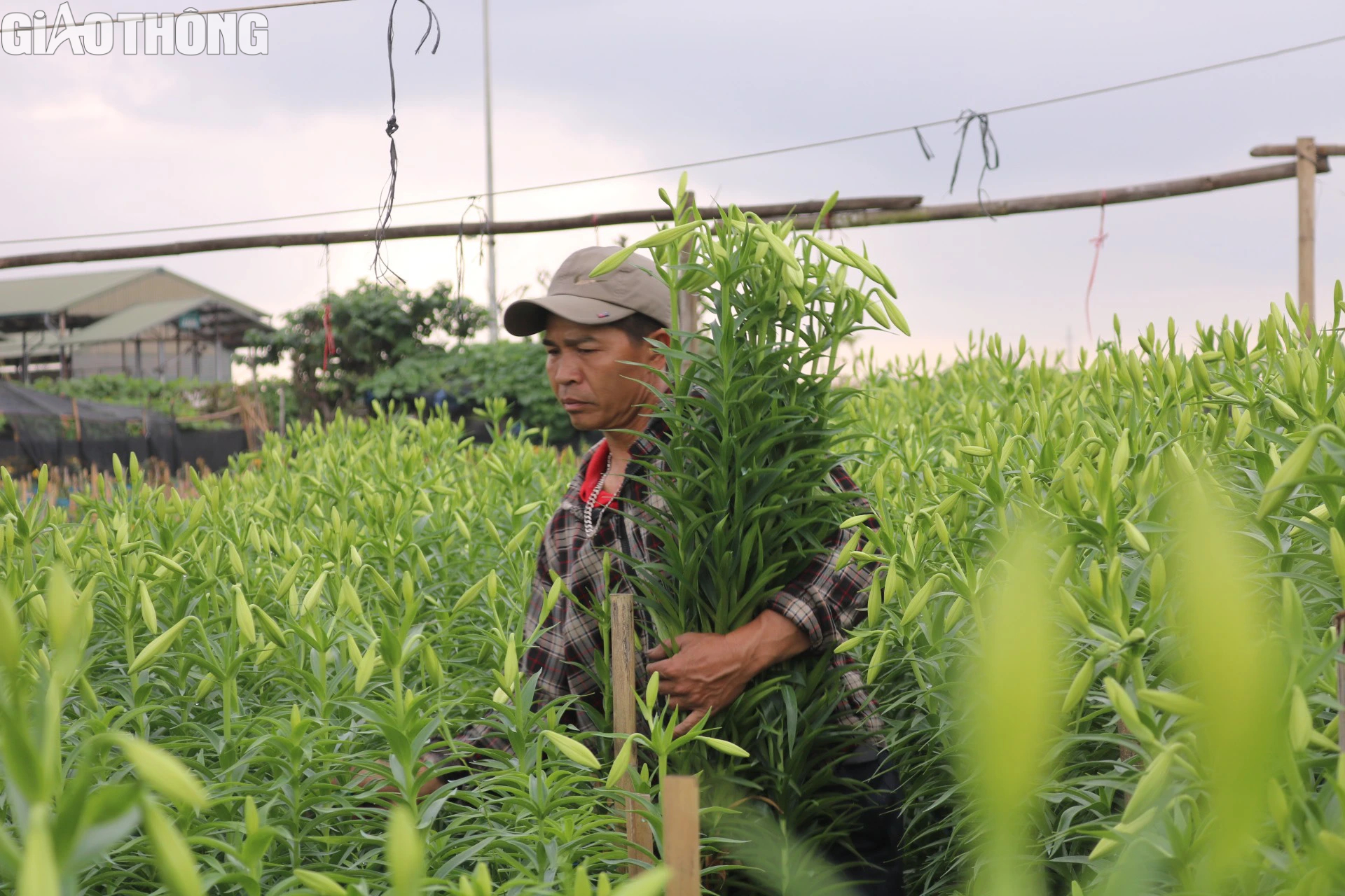 Thủ phủ hoa loa k&egrave;n H&agrave; Nội tất bật v&agrave;o vụ- Ảnh 2.