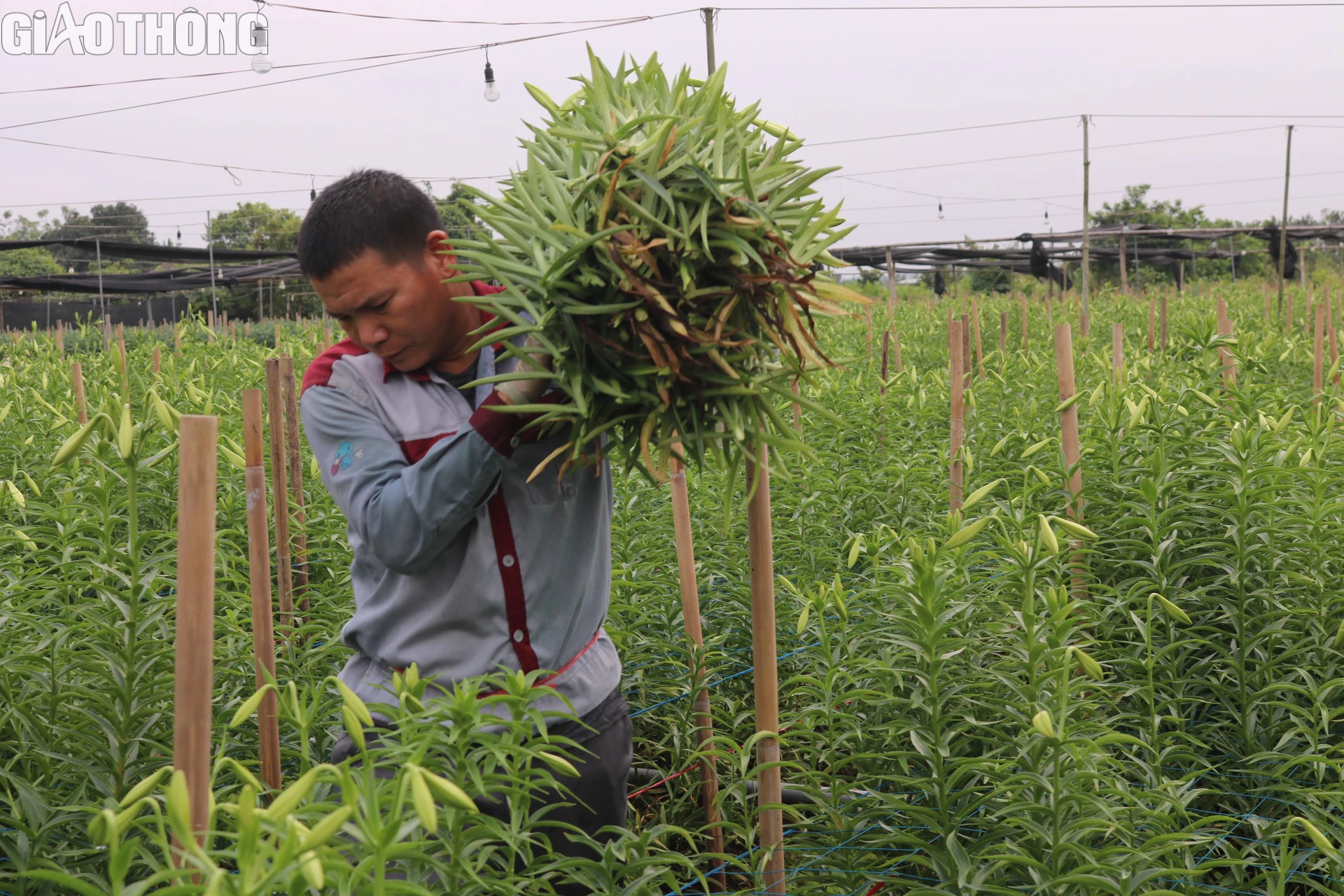 Thủ phủ hoa loa k&egrave;n H&agrave; Nội tất bật v&agrave;o vụ- Ảnh 3.