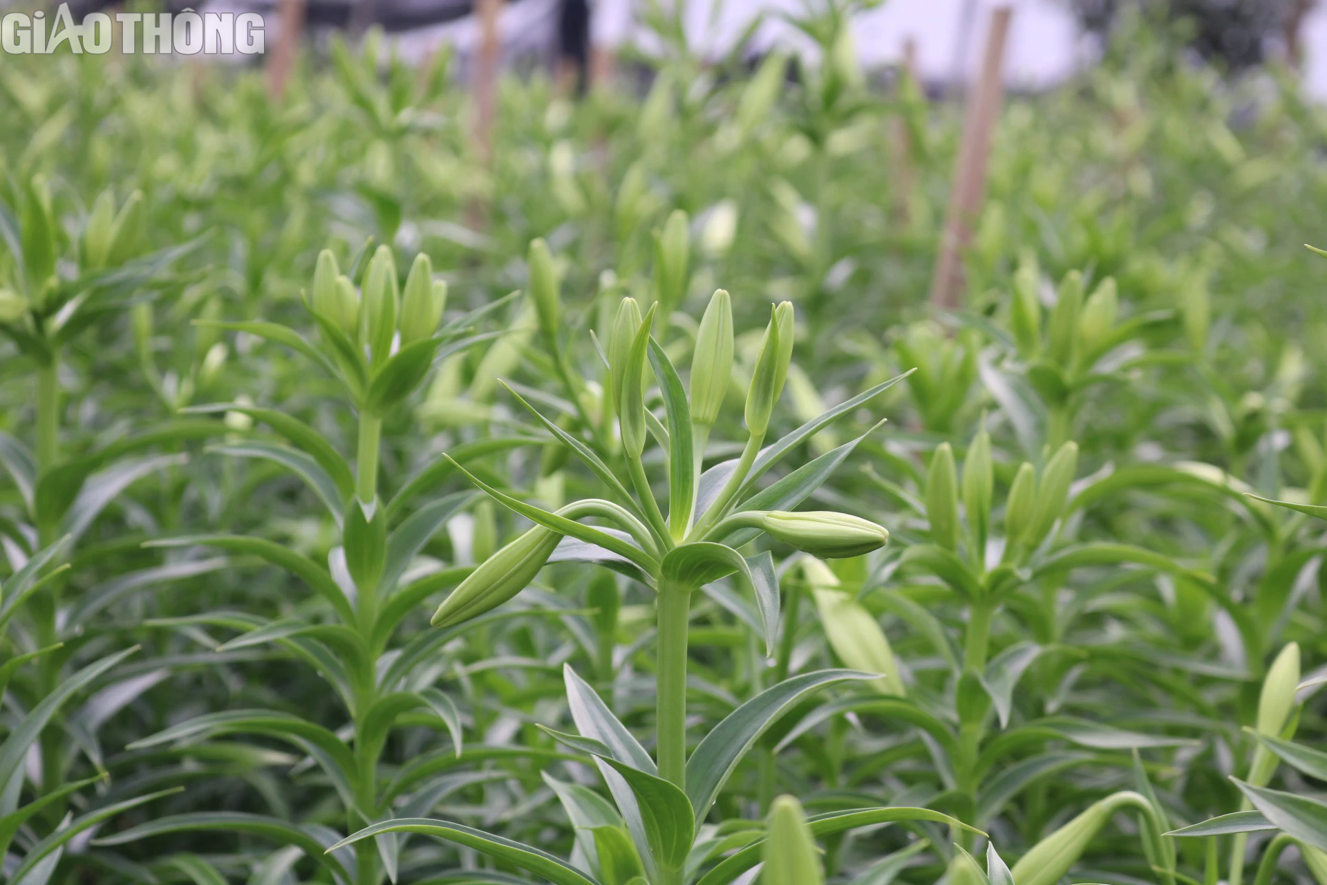 Thủ phủ hoa loa k&egrave;n H&agrave; Nội tất bật v&agrave;o vụ- Ảnh 4.