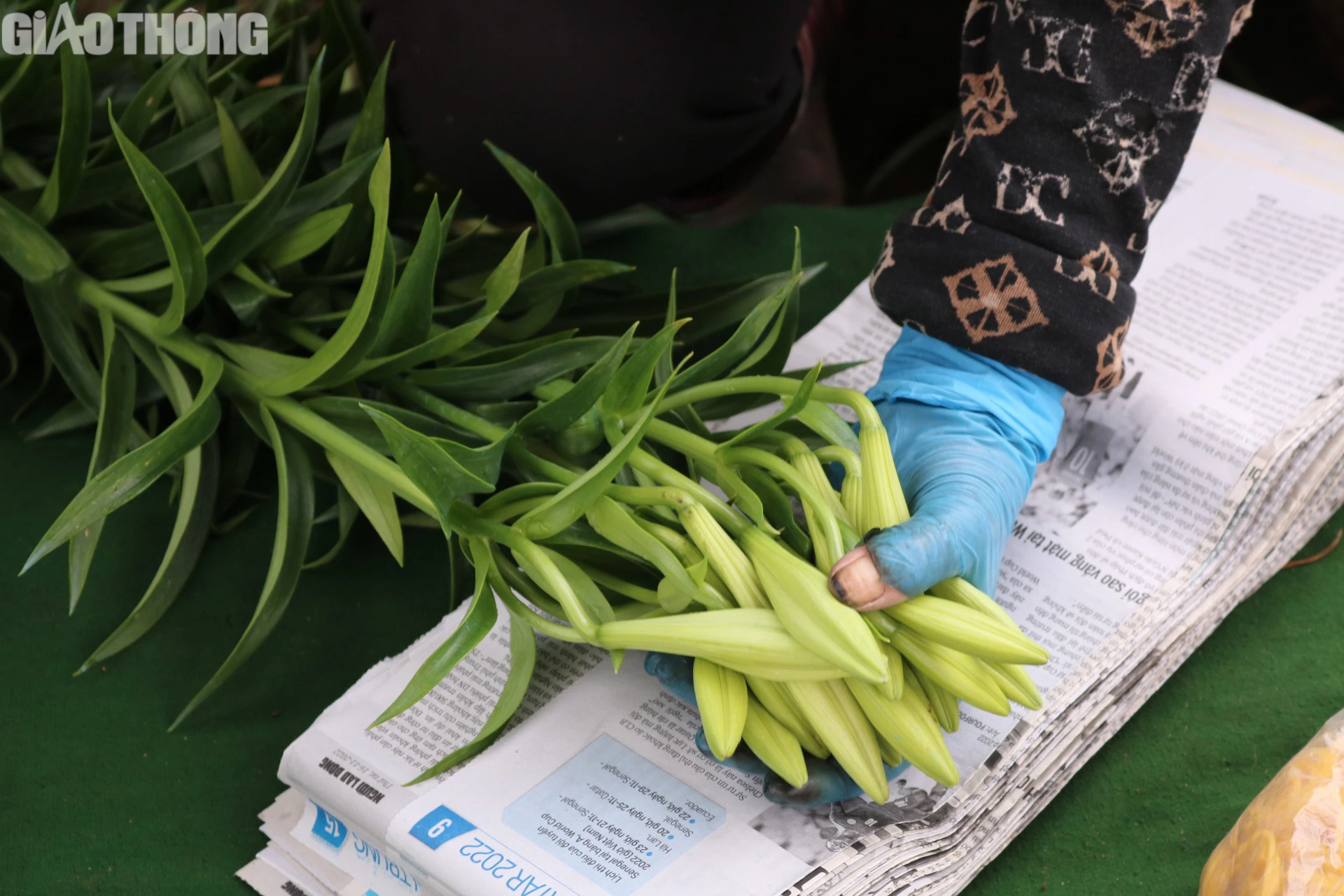 Thủ phủ hoa loa k&egrave;n H&agrave; Nội tất bật v&agrave;o vụ- Ảnh 6.