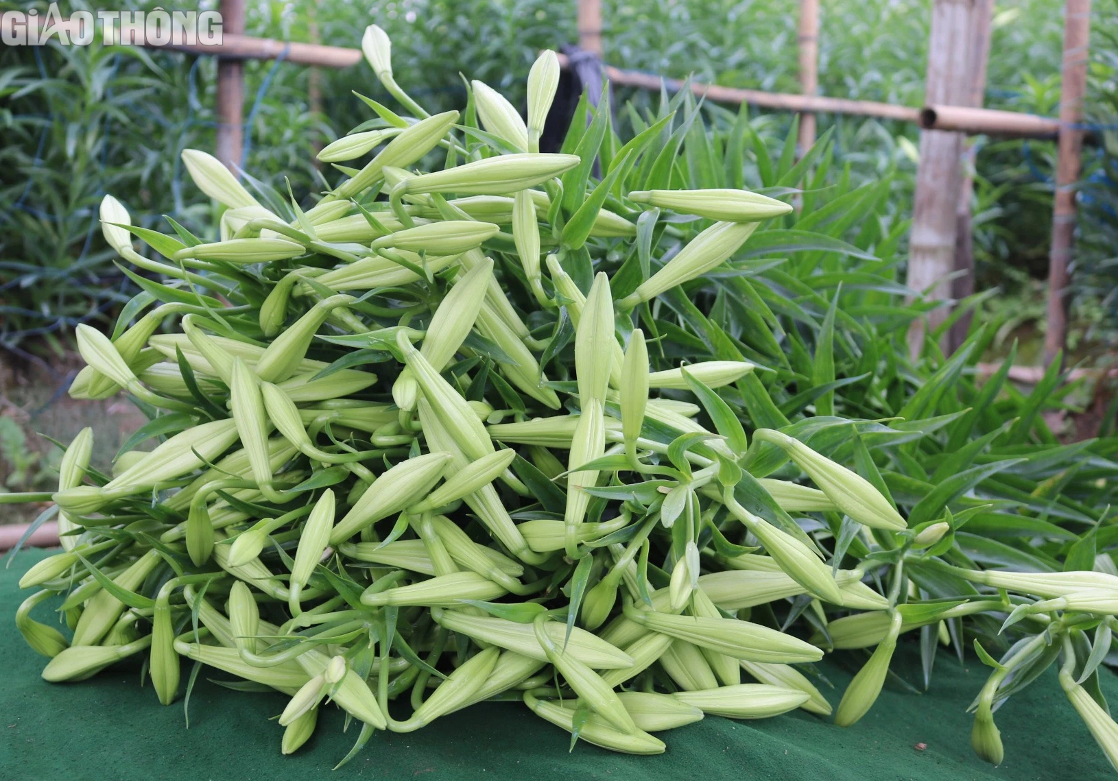 Thủ phủ hoa loa k&egrave;n H&agrave; Nội tất bật v&agrave;o vụ- Ảnh 7.