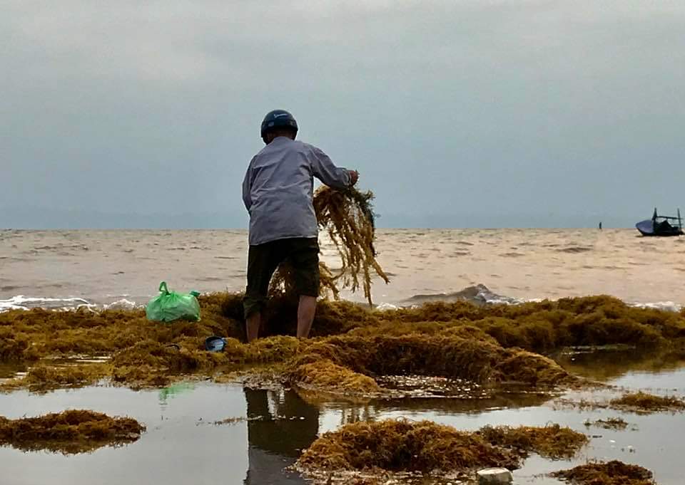 Hy hữu h&agrave;ng trăm tấn rong biển tr&agrave;n ngập b&atilde;i tắm tại Đồ Sơn
- Ảnh 2.