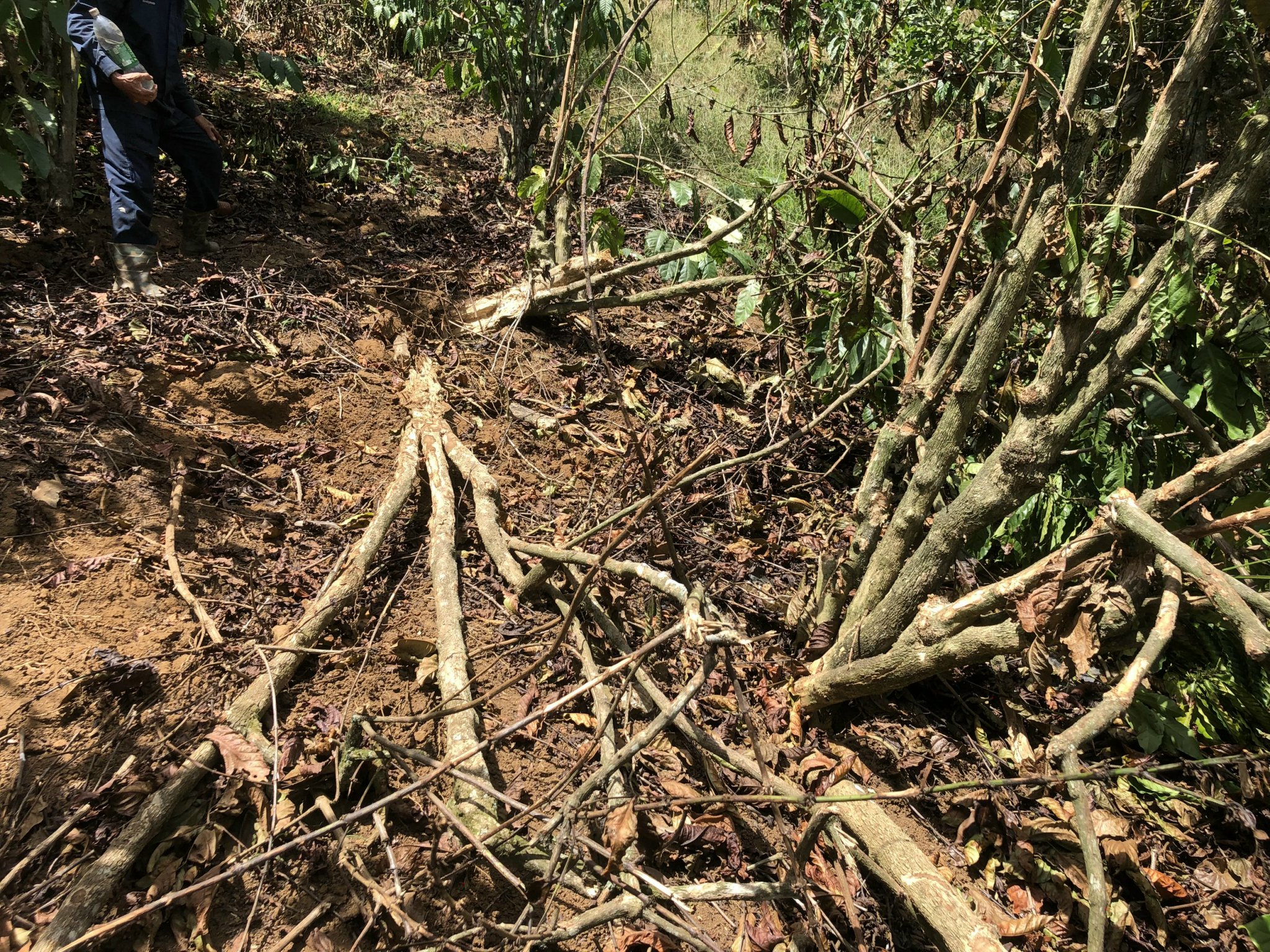 Vụ đ&aacute; tảng xuy&ecirc;n thủng ch&ograve;i d&acirc;n: Tạm dừng cấp thuốc nổ cho mỏ khai th&aacute;c đ&aacute;- Ảnh 5.